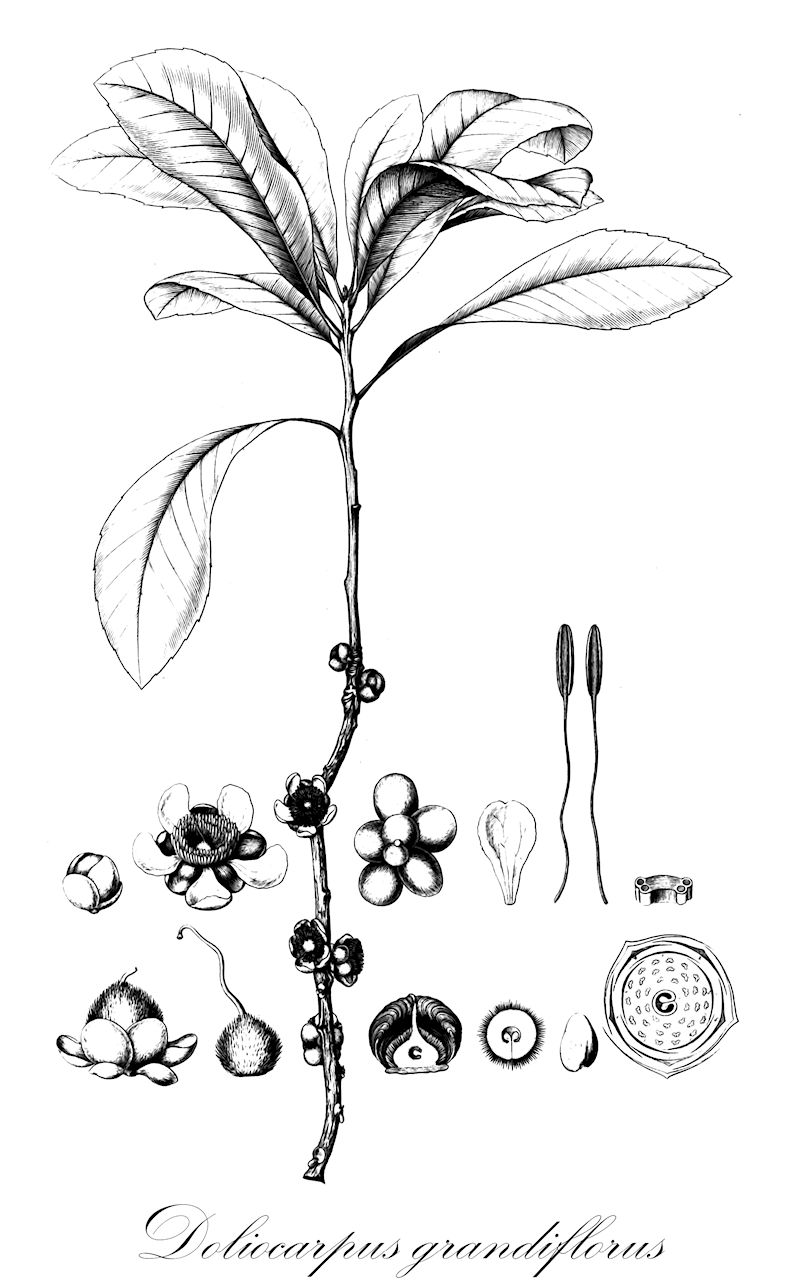 Doliocarpus grandiflorus - Dilleniaceae,Plantae,Pteridobiotina,Angiosperms,Dilleniales,Dilleniaceae,Doliocarpus,Doliocarpus grandiflorus,Doliocarpus castaneifolius, Doliocarpus grandiflorus var. pubens, Doliocarpus grandiflorus var. pubescens, Othlis castaneifolia