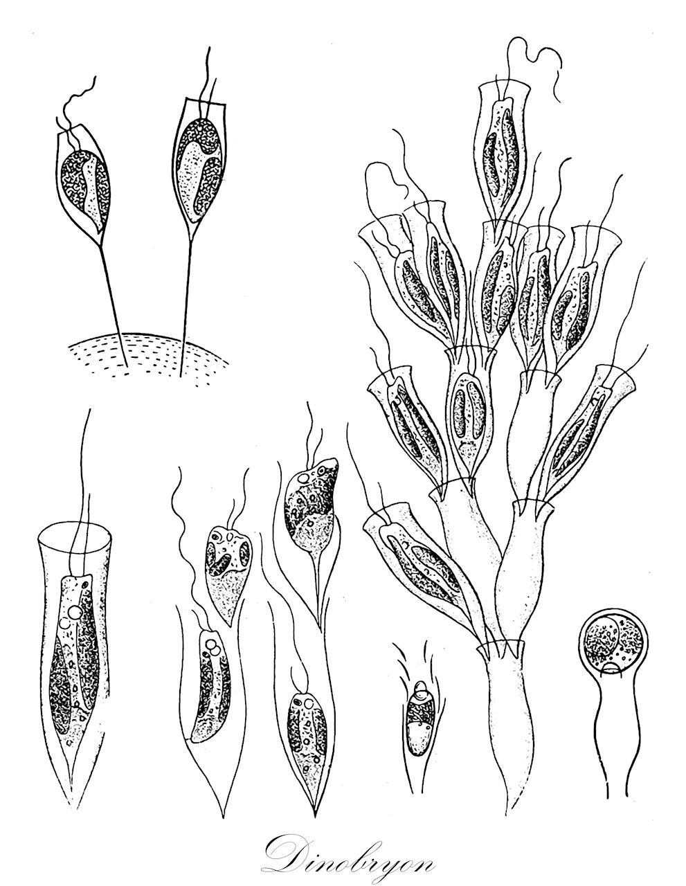 Dinobryon - Ochrophyta,Biota,Chromista,Ochrophyta,Chrysophyceae,Ochromonadales,Dinobryaceae,Dinobryon,Dinobryum, Dinodendron