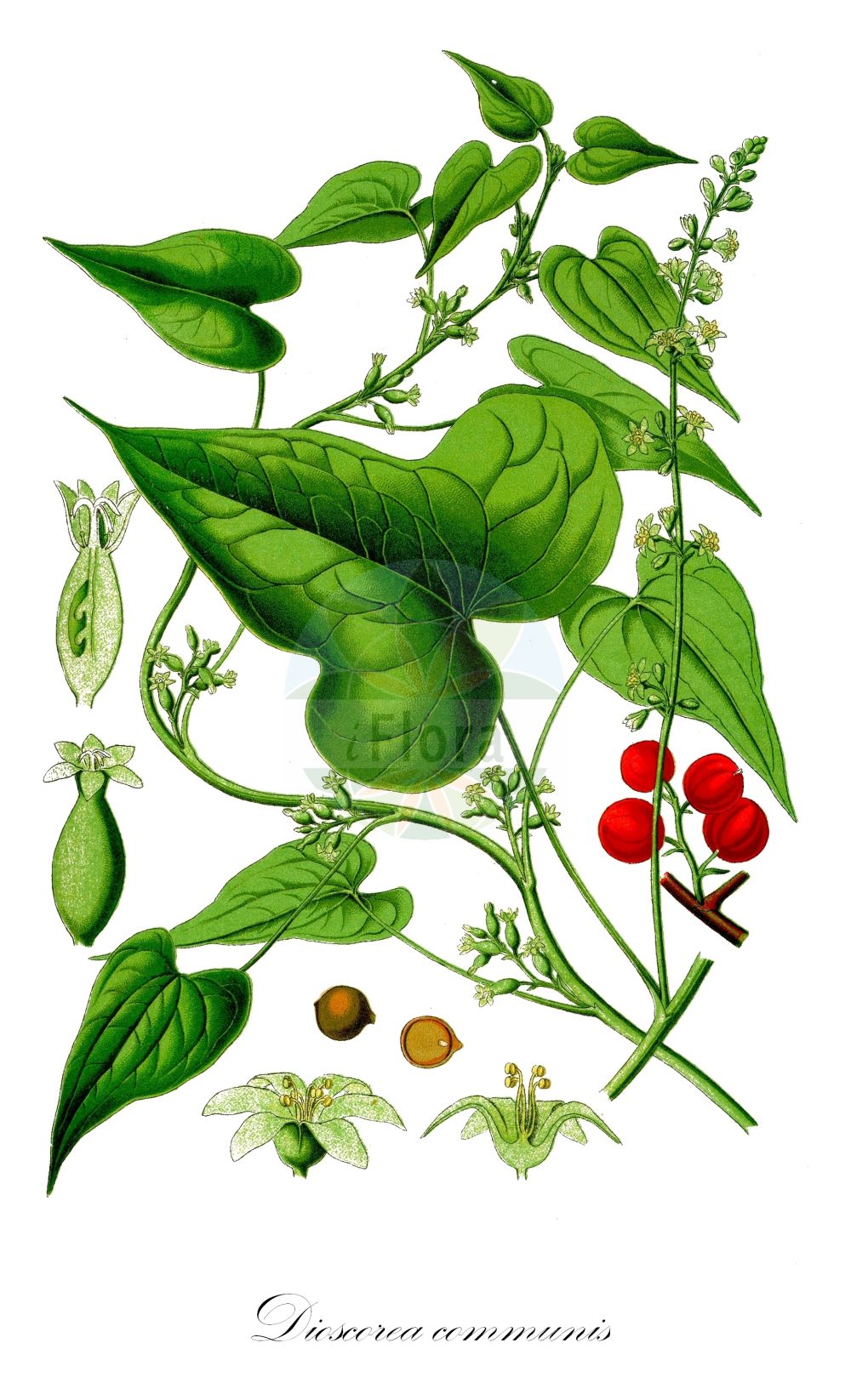Dioscorea communis - Dioscoreaceae,Plantae,Pteridobiotina,Angiosperms,Dioscoreales,Dioscoreaceae,Dioscorea,Dioscorea communis,Dioscorea canariensis, Smilax rubra, Tamus baccifera, Tamus canariensis, Tamus cirrhosa, Tamus communis, Tamus communis f. subtriloba, Tamus communis subsp. cretica, Tamus communis subsp. cretica, Tamus communis var. cretica, Tamus communis var. smilacifolia, Tamus communis var. subtriloba, Tamus communis var. triloba, Tamus cordifolia, Tamus cretica, Tamus edulis, Tamus norsa, Tamus parviflora, Tamus racemosa,Gewöhnliche Schmerwurz;Schmerwurz;Feuerwurzel;black bryony;Herbe aux femmes battues;Tamier commun;bryone noire;haut liseron;herbe-aux-femmes-battues;racine vierge;raisin du diable;sceau de la Vierge;sceau de Notre-Dame;taminier;vigne noire;nueza negra;aspárrago culebra;brionia negra;canduerca;enredadera;espárrago;hierba de la mujer apaleada;nabo caíño;nueza;sello de la Virgen;tamo;truca;uvas del diablo;vid negra;Tamaro;tamaso;vite nera;cerasiola;tamaro cerasiola;uva tamina;viticella;spekwortel;vrouwenzegel;norca-preta;arrebenta-boi;baganha;buganha;norça;norça-preta;tamo;uva-de-cão;тамус обыкновенный;dolanbaç;pejza;pejzë;rrush gjarpëri;corriola de cavall;gatmaimó;iragest;maimó;marimó;segell de Nostra Dona;obični bljušt;navadni bljušč;pirítógyökér;fluerătoare;dioskurea čierna;тамус звичайний;брей;обикновен брей;блушћ;бљуштина;змијино грожђе;кук;куковина;пљусак;црна лоза;tamus matzui;טָמוּס מָצוּי;αβρονιά