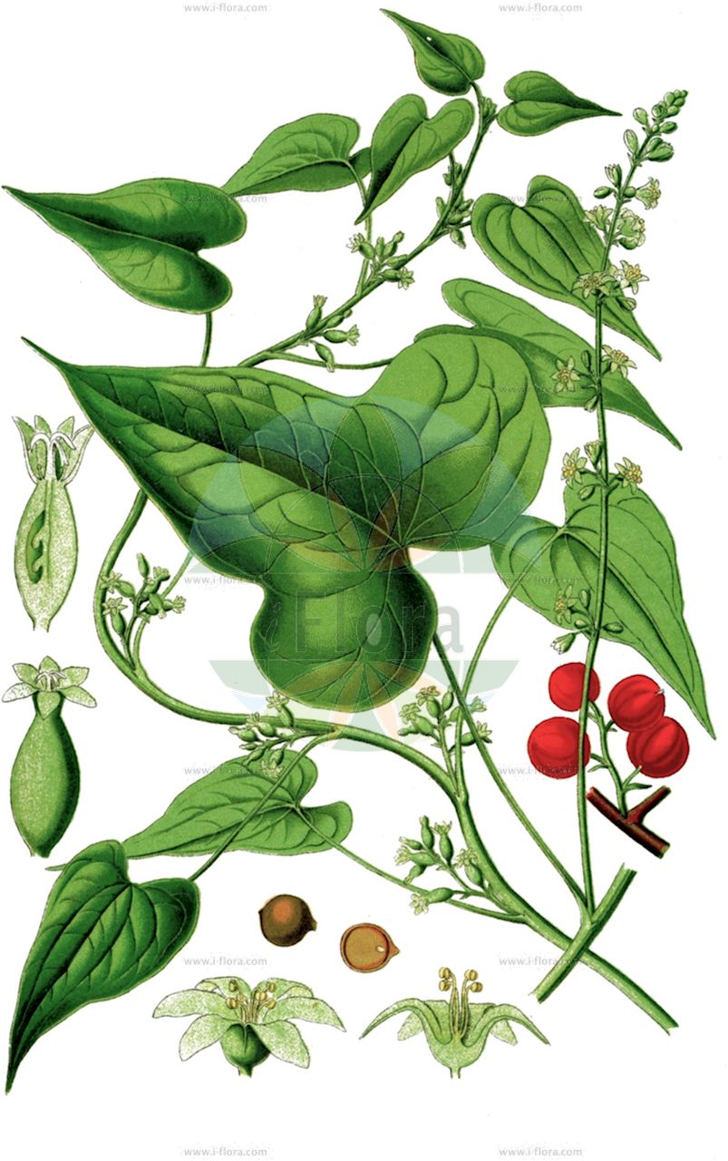 Dioscorea communis - Dioscoreaceae,Plantae,Pteridobiotina,Angiosperms,Dioscoreales,Dioscoreaceae,Dioscorea,Dioscorea communis,Dioscorea canariensis, Smilax rubra, Tamus baccifera, Tamus canariensis, Tamus cirrhosa, Tamus communis, Tamus communis f. subtriloba, Tamus communis subsp. cretica, Tamus communis subsp. cretica, Tamus communis var. cretica, Tamus communis var. smilacifolia, Tamus communis var. subtriloba, Tamus communis var. triloba, Tamus cordifolia, Tamus cretica, Tamus edulis, Tamus norsa, Tamus parviflora, Tamus racemosa,Gewöhnliche Schmerwurz;Schmerwurz;Feuerwurzel;black bryony;Herbe aux femmes battues;Tamier commun;bryone noire;haut liseron;herbe-aux-femmes-battues;racine vierge;raisin du diable;sceau de la Vierge;sceau de Notre-Dame;taminier;vigne noire;nueza negra;aspárrago culebra;brionia negra;canduerca;enredadera;espárrago;hierba de la mujer apaleada;nabo caíño;nueza;sello de la Virgen;tamo;truca;uvas del diablo;vid negra;Tamaro;tamaso;vite nera;cerasiola;tamaro cerasiola;uva tamina;viticella;spekwortel;vrouwenzegel;norca-preta;arrebenta-boi;baganha;buganha;norça;norça-preta;tamo;uva-de-cão;тамус обыкновенный;dolanbaç;pejza;pejzë;rrush gjarpëri;corriola de cavall;gatmaimó;iragest;maimó;marimó;segell de Nostra Dona;obični bljušt;navadni bljušč;pirítógyökér;fluerătoare;dioskurea čierna;тамус звичайний;брей;обикновен брей;блушћ;бљуштина;змијино грожђе;кук;куковина;пљусак;црна лоза;tamus matzui;טָמוּס מָצוּי;αβρονιά