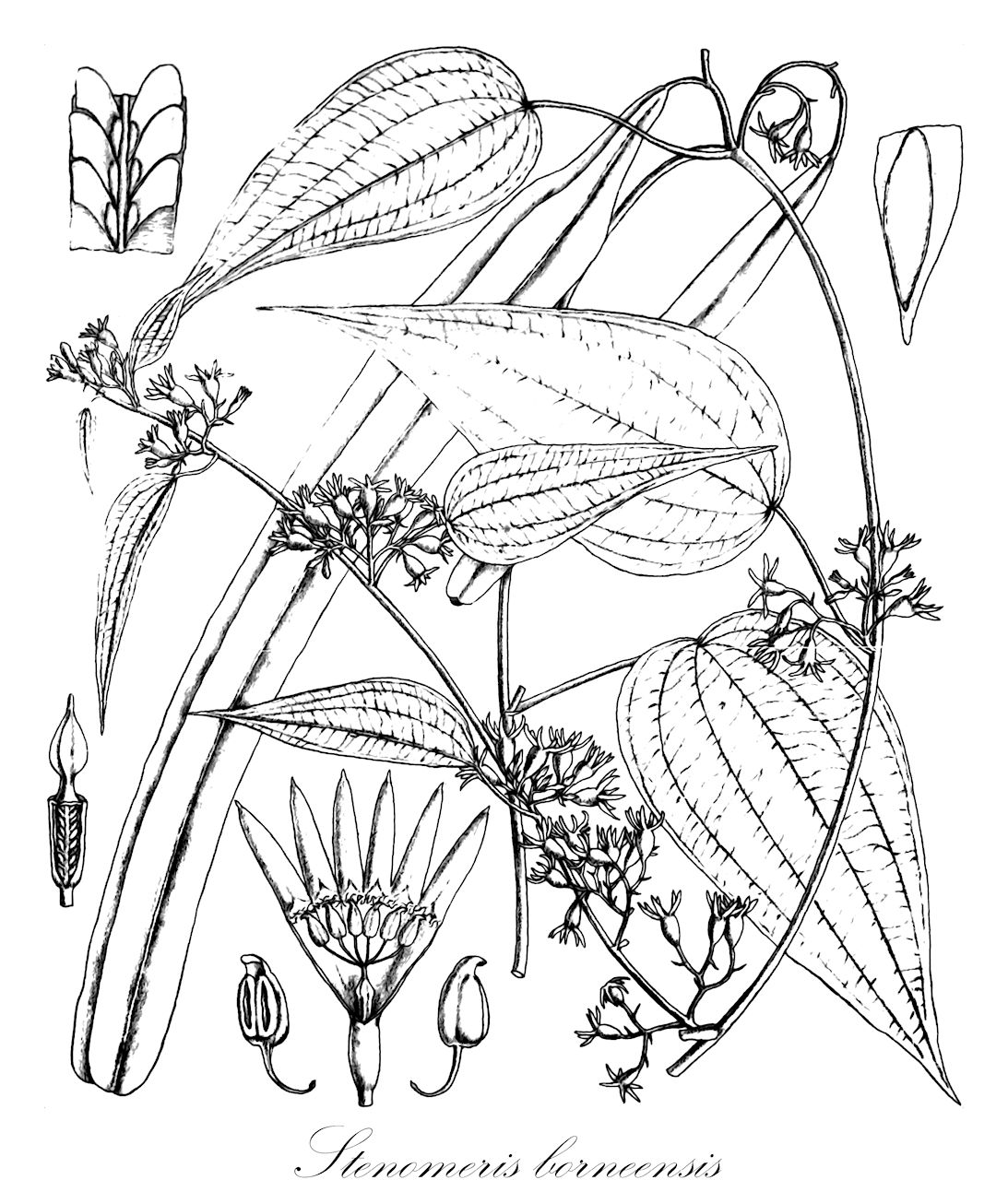Stenomeris borneensis - Dioscoreaceae,Plantae,Pteridobiotina,Angiosperms,Dioscoreales,Dioscoreaceae,Stenomeris,Stenomeris borneensis,Stenomeris mindanaensis