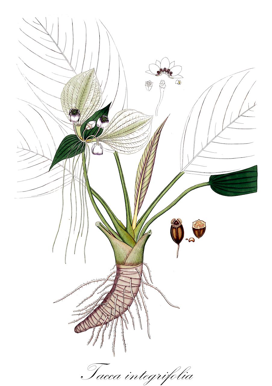 Tacca integrifolia - Dioscoreaceae,Plantae,Pteridobiotina,Angiosperms,Dioscoreales,Dioscoreaceae,Tacca,Tacca integrifolia,Ataccia aspera, Ataccia integrifolia, Ataccia laevis, Ataccia lancifolia, Tacca aspera, Tacca choudhuriana, Tacca laevis, Tacca lancifolia, Tacca rafflesiana, Tacca sumatrana