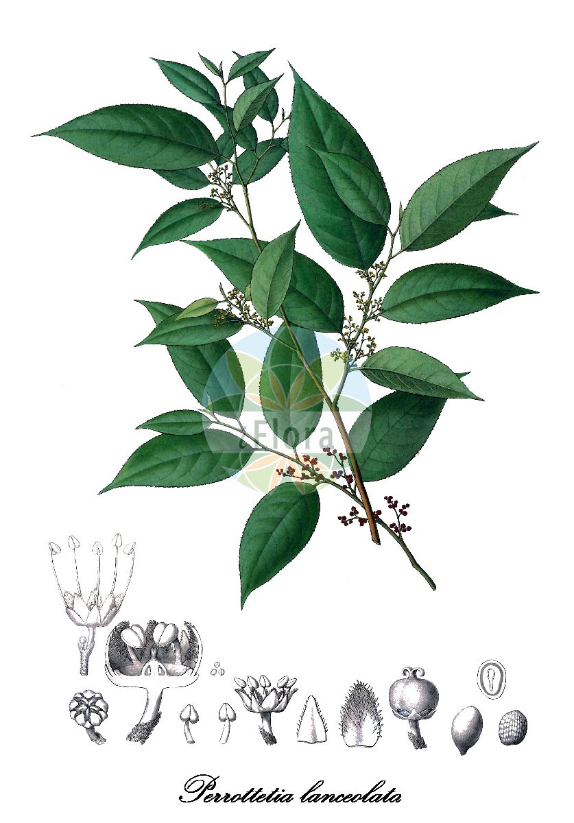 Perrottetia lanceolata - Dipentodontaceae,Plantae,Pteridobiotina,Angiosperms,Huerteales,Dipentodontaceae,Perrottetia,Perrottetia lanceolata