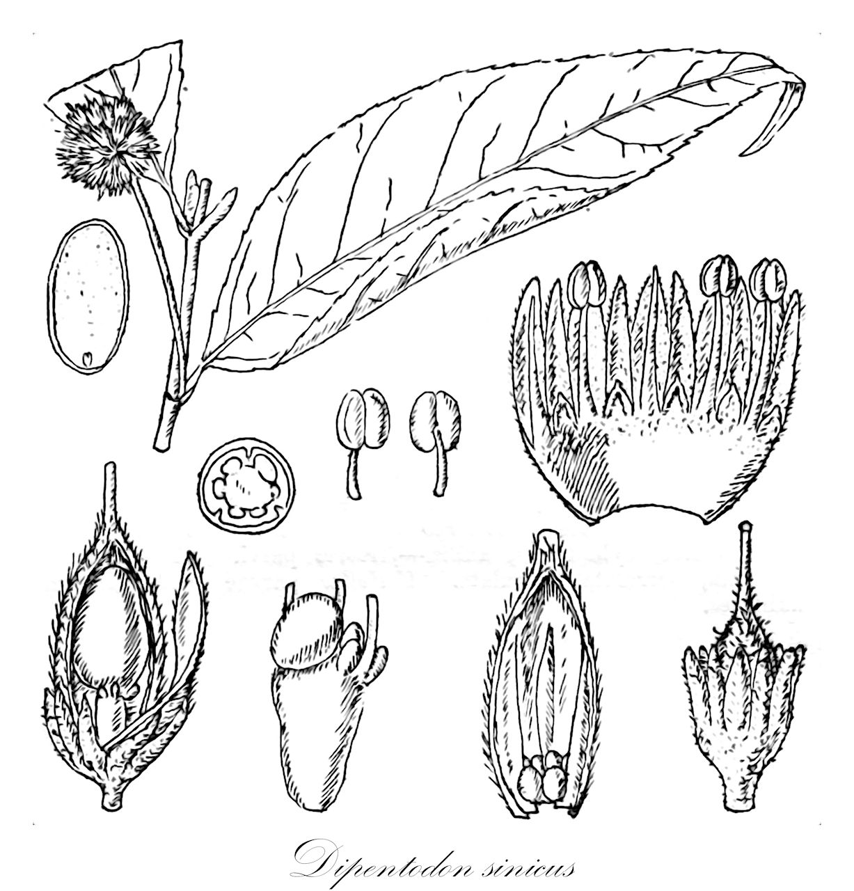 Dipentodon sinicus - Dipentodontaceae,Plantae,Pteridobiotina,Angiosperms,Huerteales,Dipentodontaceae,Dipentodon,Dipentodon sinicus,Dipentodon longipedicellatus
