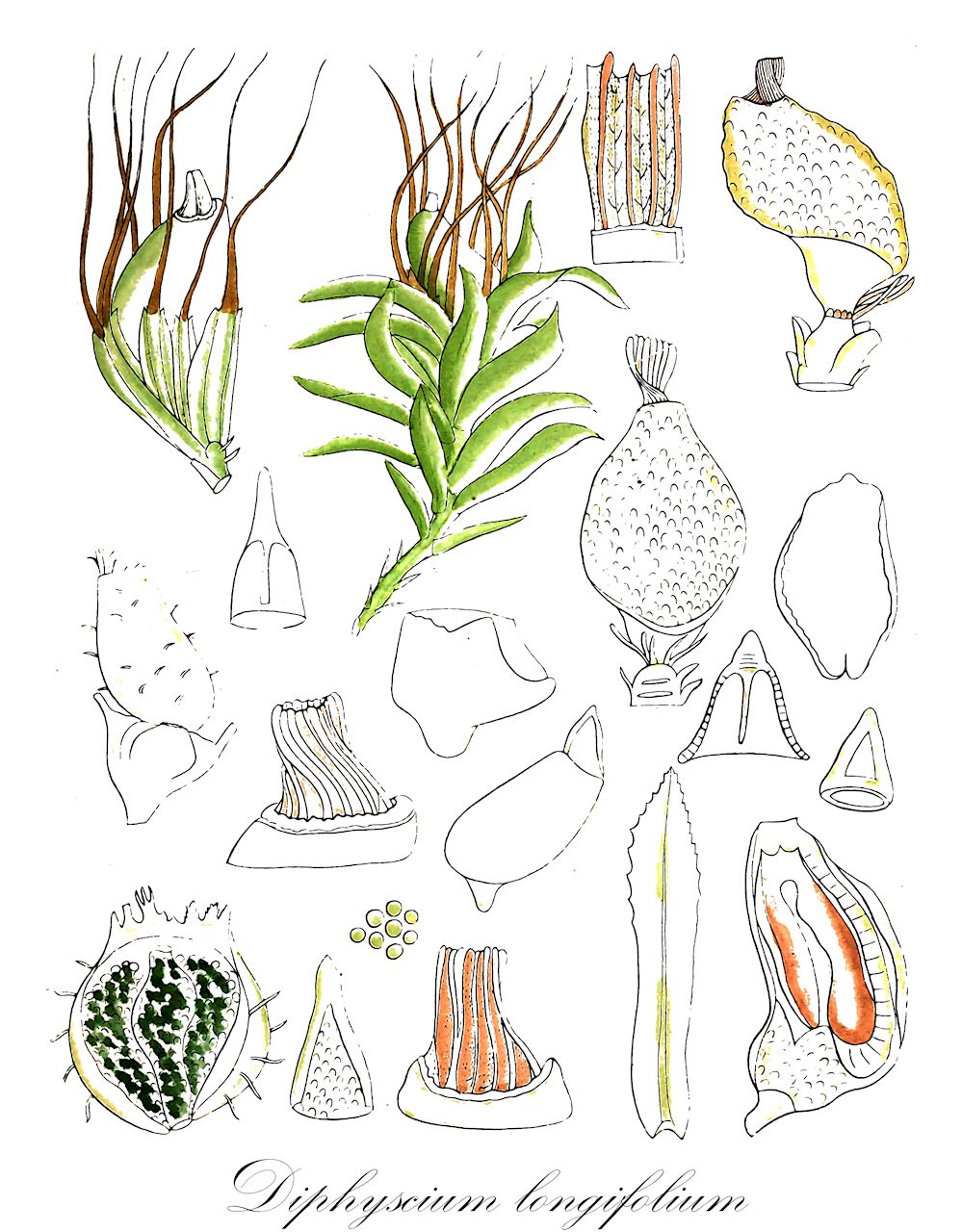 Diphyscium longifolium - Diphysciaceae,Plantae,Bryobiotina,Bryophyta,Bryopsida,Diphysciidae,Diphysciales,Diphysciaceae,Diphyscium,Diphyscium longifolium,Diphyscium elmeri, Diphyscium loriae, Diphyscium peruvianum, Diphyscium rhynchophorum, Diphyscium rupestre, Diphyscium rupestre var. elmeri, Diphyscium submarginatum, Diphyscium ulei, Webera elmeri, Webera longifolia, Webera loriae, Webera peruviana, Webera rupestris, Webera submarginata, Webera ulei