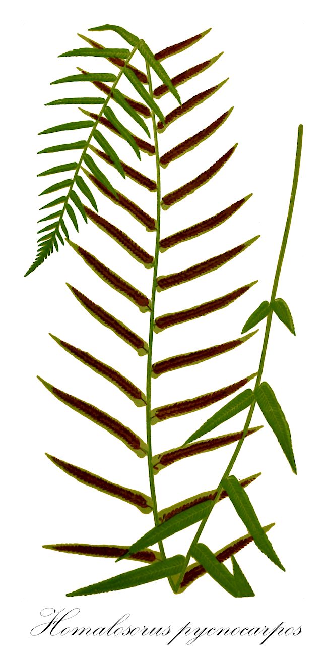 Homalosorus pycnocarpos - Diplaziopsidaceae,Plantae,Pteridobiotina,Polypodiophyta,Polypodiopsida,Polypodiidae,Polypodiales,Diplaziopsidaceae,Homalosorus,Homalosorus pycnocarpos,Asplenium angustifolium, Asplenium pycnocarpum, Athyrium angustifolium, Athyrium pycnocarpon, Diplaziopsis pycnocarpa, Diplazium angustifolium, Diplazium pycnocarpon,narrow-leaved glade fern;narrow-leaved-spleenwort;glade fern;diplazie à sores denses
