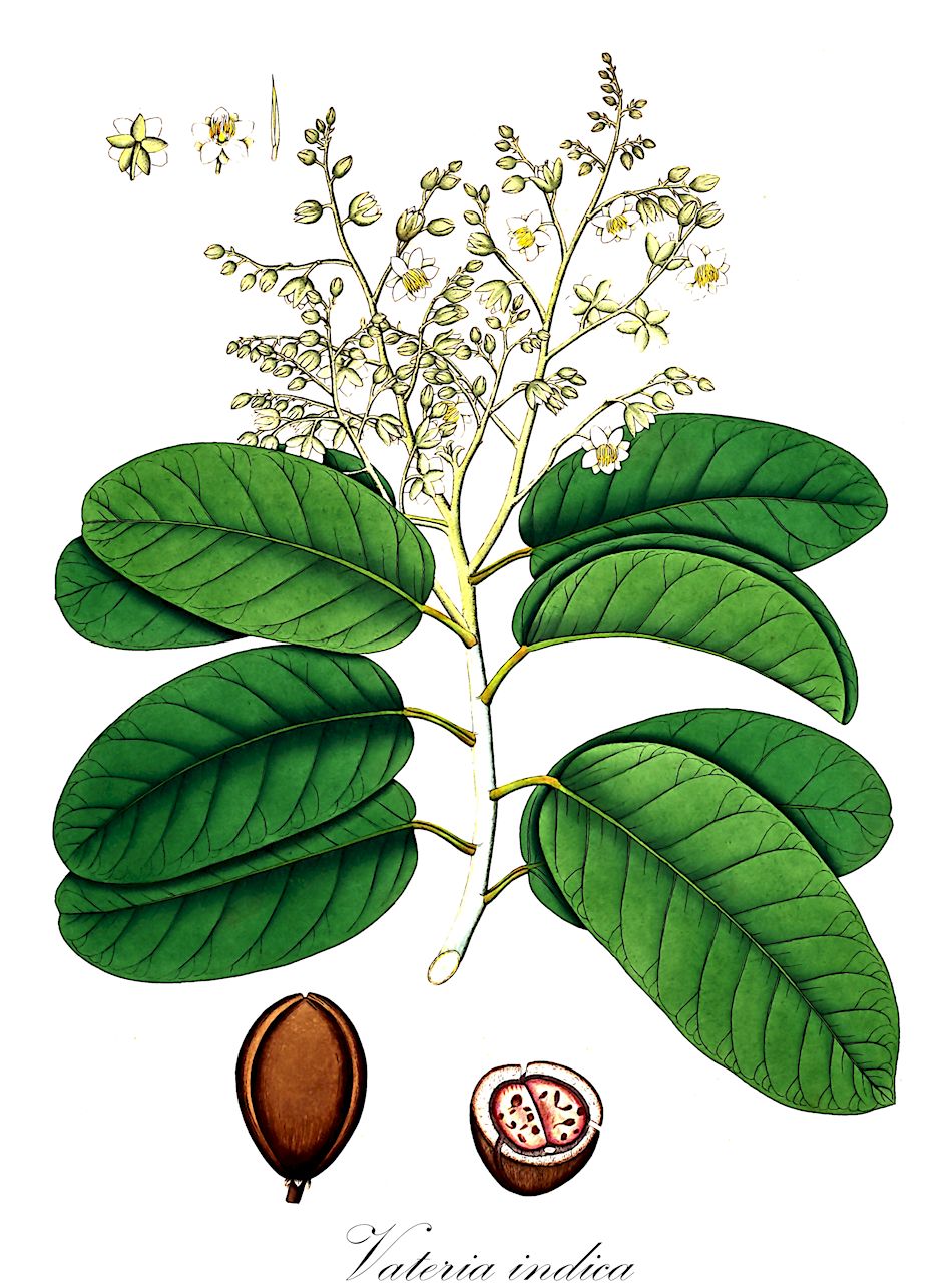Vateria indica - Dipterocarpaceae,Plantae,Pteridobiotina,Angiosperms,Malvales,Dipterocarpaceae,Dipterocarpoideae,Dipterocarpeae,Vateria,Vateria indica,Vateria malabarica