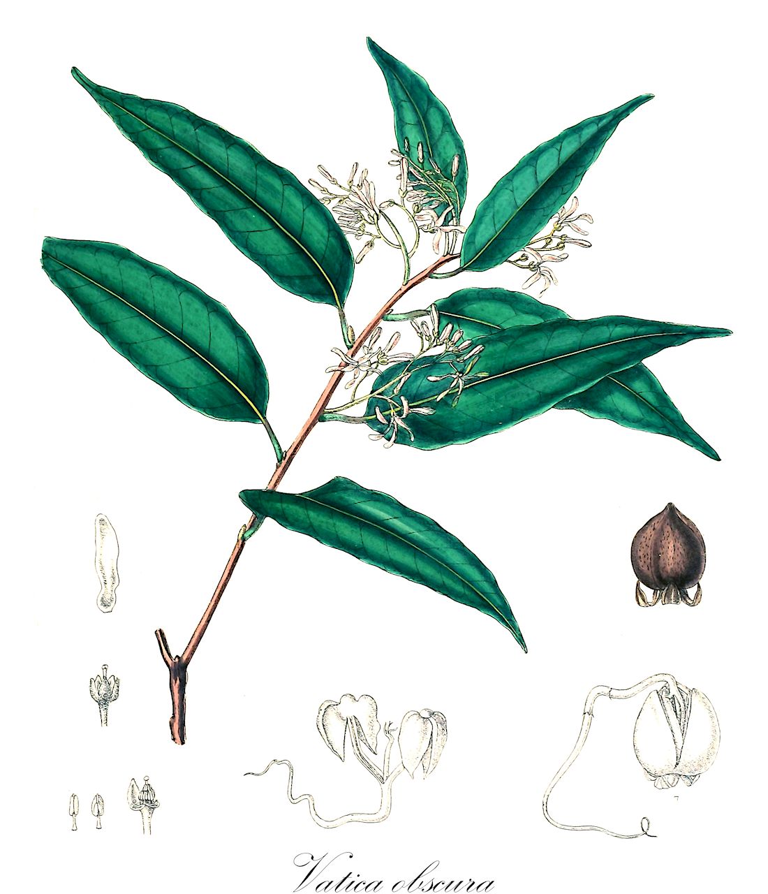 Vatica obscura - Dipterocarpaceae,Plantae,Pteridobiotina,Angiosperms,Malvales,Dipterocarpaceae,Dipterocarpoideae,Dipterocarpeae,Vatica,Vatica sect. Vatica,Vatica obscura