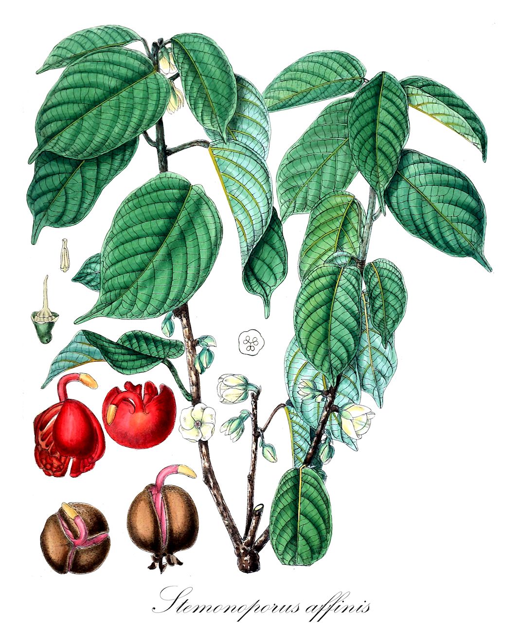Stemonoporus affinis - Dipterocarpaceae,Plantae,Pteridobiotina,Angiosperms,Malvales,Dipterocarpaceae,Dipterocarpoideae,Dipterocarpeae,Stemonoporus,Stemonoporus affinis,Vateria affinis, Vatica thwaitesii