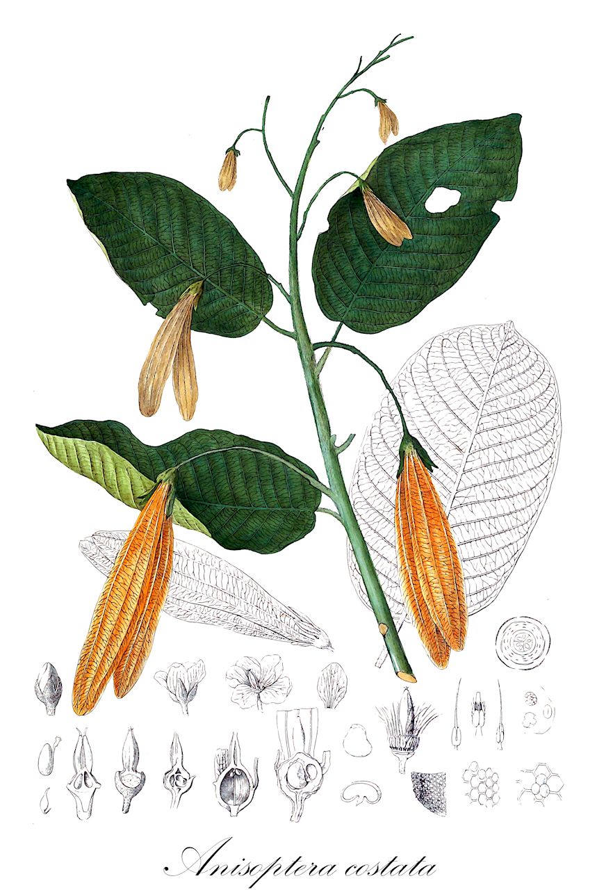 Anisoptera costata - Dipterocarpaceae,Plantae,Pteridobiotina,Angiosperms,Malvales,Dipterocarpaceae,Dipterocarpoideae,Dipterocarpeae,Anisoptera,Anisoptera sect. Anisoptera,Anisoptera costata,Anisoptera cochinchinensis, Anisoptera costata, Anisoptera glabra, Anisoptera marginatoides, Anisoptera mindanensis, Anisoptera oblonga, Anisoptera robusta, Dipterocarpus parallelus, Dryobalanops hallii, Shorea nervosa