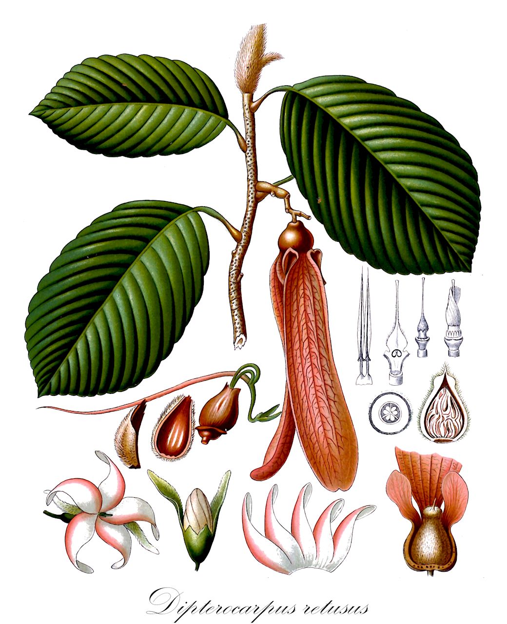 Dipterocarpus retusus - Dipterocarpaceae,Plantae,Pteridobiotina,Angiosperms,Malvales,Dipterocarpaceae,Dipterocarpoideae,Dipterocarpeae,Dipterocarpus,Dipterocarpus retusus