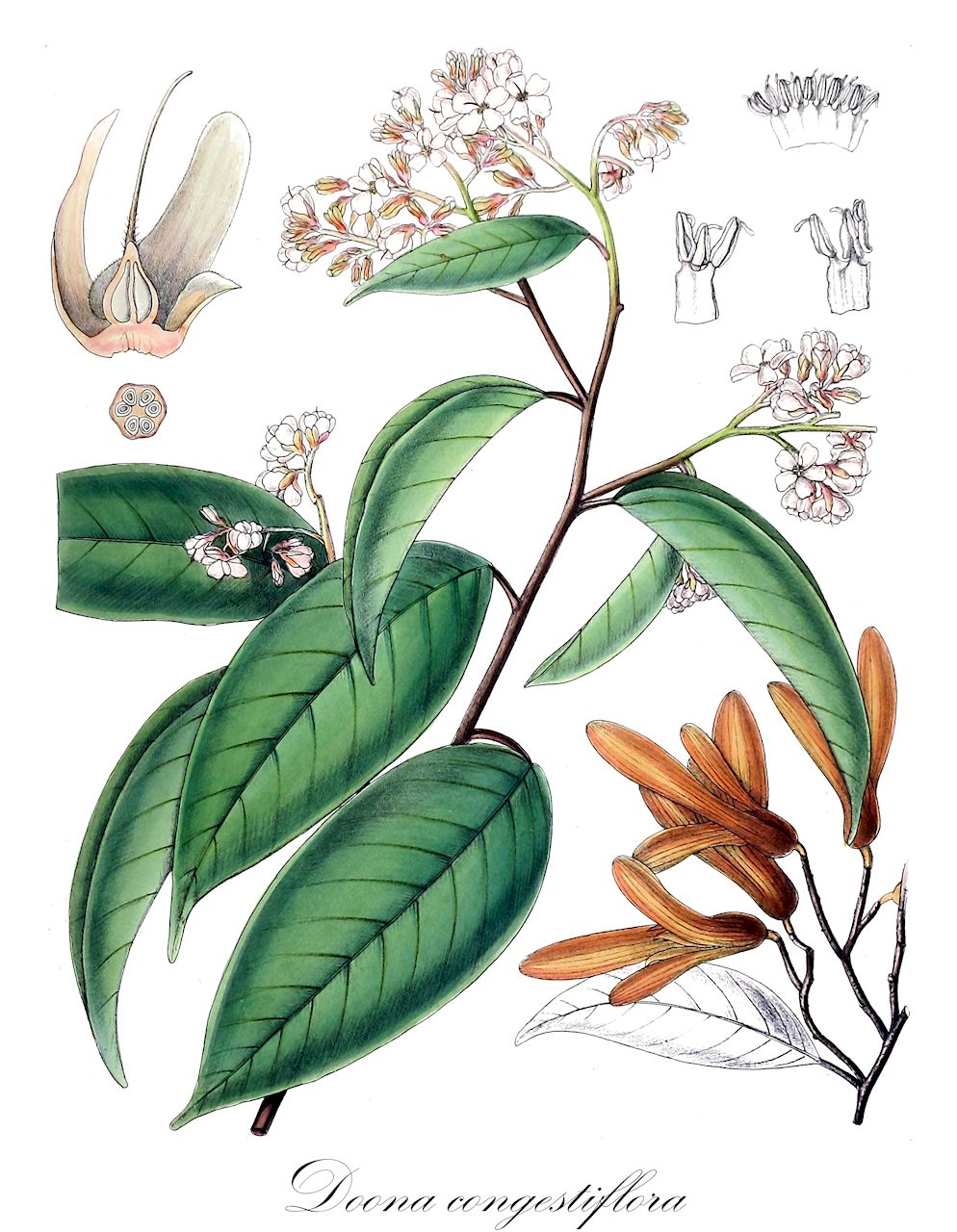 Doona congestiflora - Dipterocarpaceae,Plantae,Pteridobiotina,Angiosperms,Malvales,Dipterocarpaceae,Dipterocarpoideae,Shoreae,Doona,Doona congestiflora,Shorea congestiflora