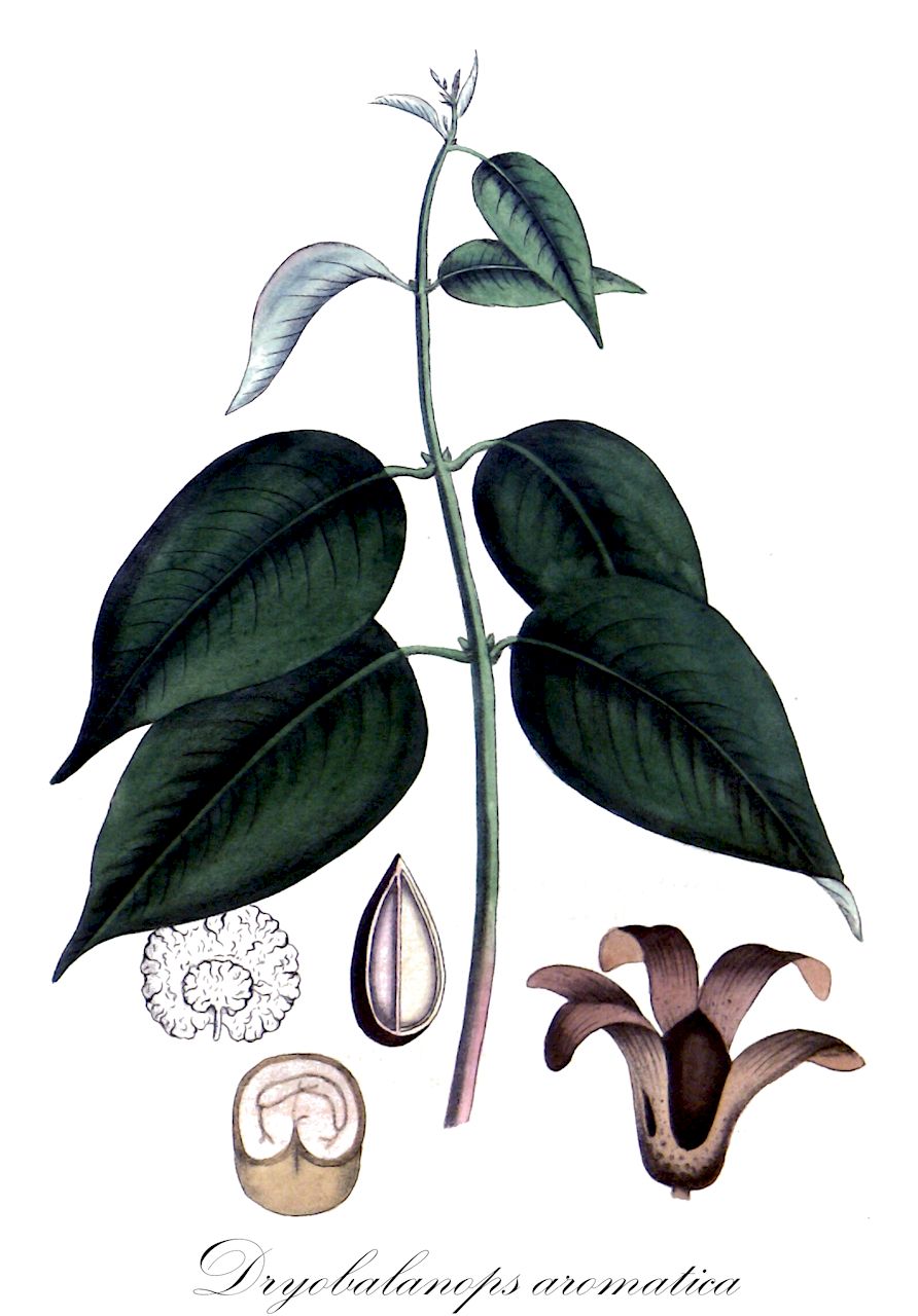 Dryobalanops aromatica - Dipterocarpaceae,Plantae,Pteridobiotina,Angiosperms,Malvales,Dipterocarpaceae,Dipterocarpoideae,Shoreae,Dryobalanops,Dryobalanops aromatica,Dipterocarpus camphorus, Dipterocarpus dryobalanops, Dipterocarpus teres, Dryobalanops camphora, Dryobalanops junghuhnii, Dryobalanops sumatrensis, Dryobalanops vriesii, Pterigium teres, Shorea camphorifera