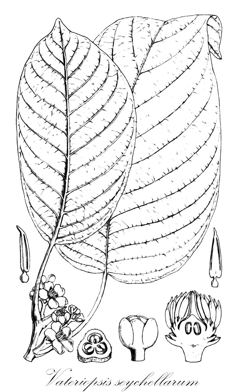 Vateriopsis seychellarum - Dipterocarpaceae,Plantae,Pteridobiotina,Angiosperms,Malvales,Dipterocarpaceae,Dipterocarpoideae,Dipterocarpeae,Vateriopsis,Vateriopsis seychellarum,Vateria seychellarum