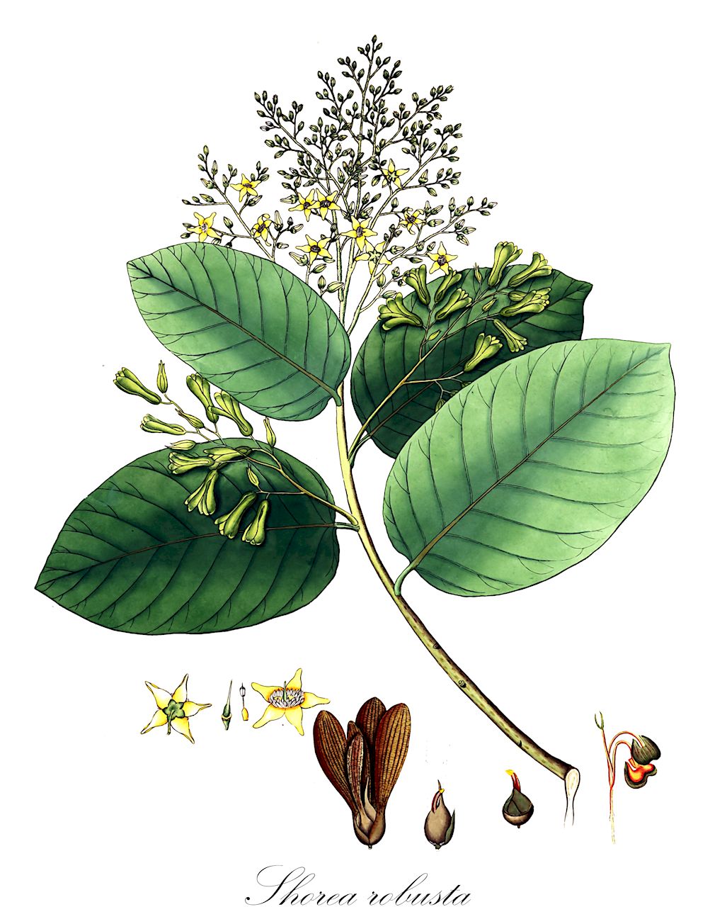 Shorea robusta - Dipterocarpaceae,Plantae,Pteridobiotina,Angiosperms,Malvales,Dipterocarpaceae,Dipterocarpoideae,Shoreae,Shorea,Shorea sect. Shorea,Shorea robusta,Dryobalanops robusta