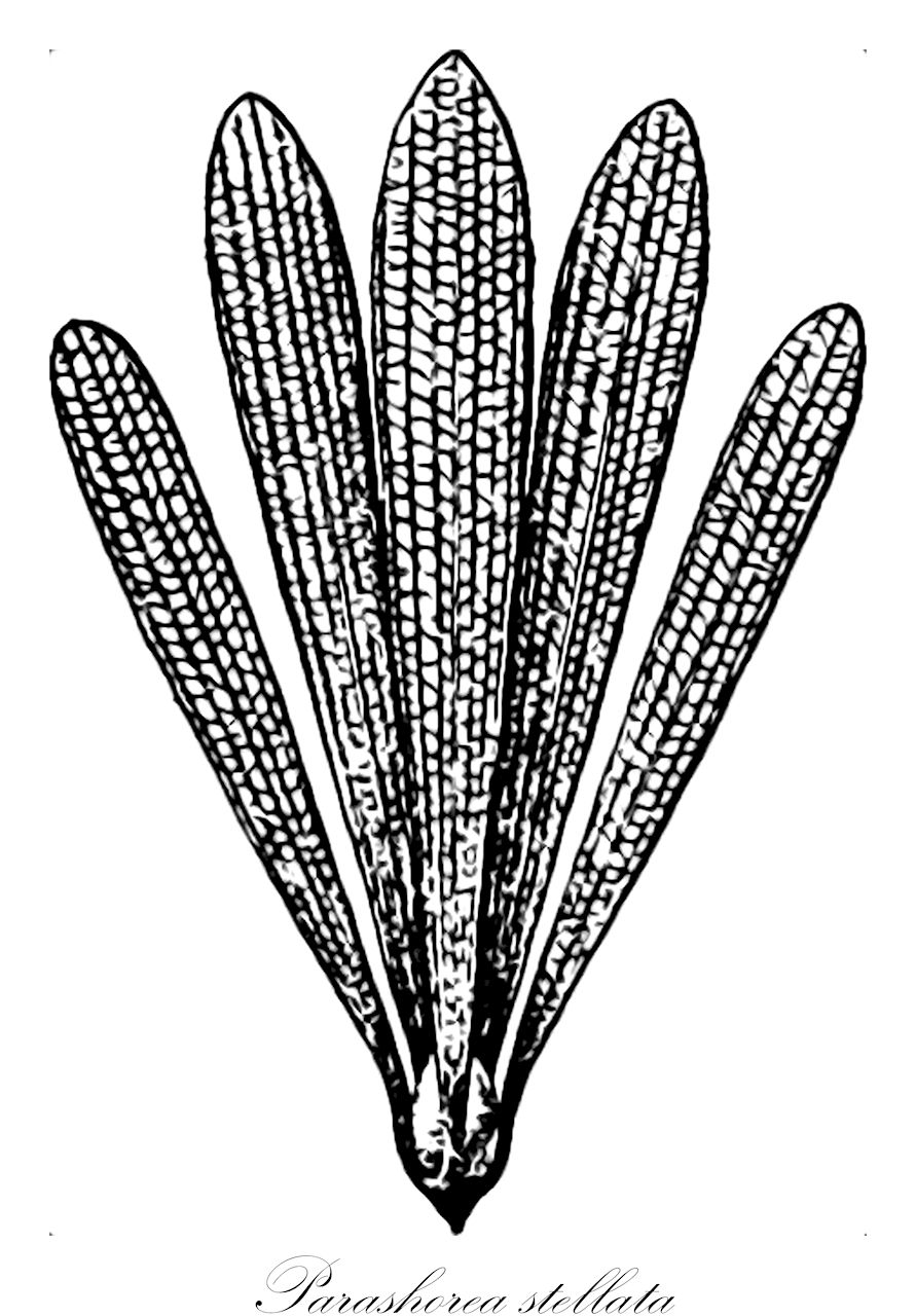 Parashorea stellata - Dipterocarpaceae,Plantae,Pteridobiotina,Angiosperms,Malvales,Dipterocarpaceae,Dipterocarpoideae,Shoreae,Parashorea,Parashorea stellata,Parashorea poilanei, Parashorea stellata, Shorea cinerea, Shorea stellata, Shorea stellata subsp. poilanei