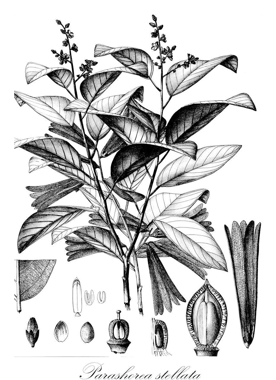 Parashorea stellata - Dipterocarpaceae,Plantae,Pteridobiotina,Angiosperms,Malvales,Dipterocarpaceae,Dipterocarpoideae,Shoreae,Parashorea,Parashorea stellata,Parashorea poilanei, Parashorea stellata, Shorea cinerea, Shorea stellata, Shorea stellata subsp. poilanei