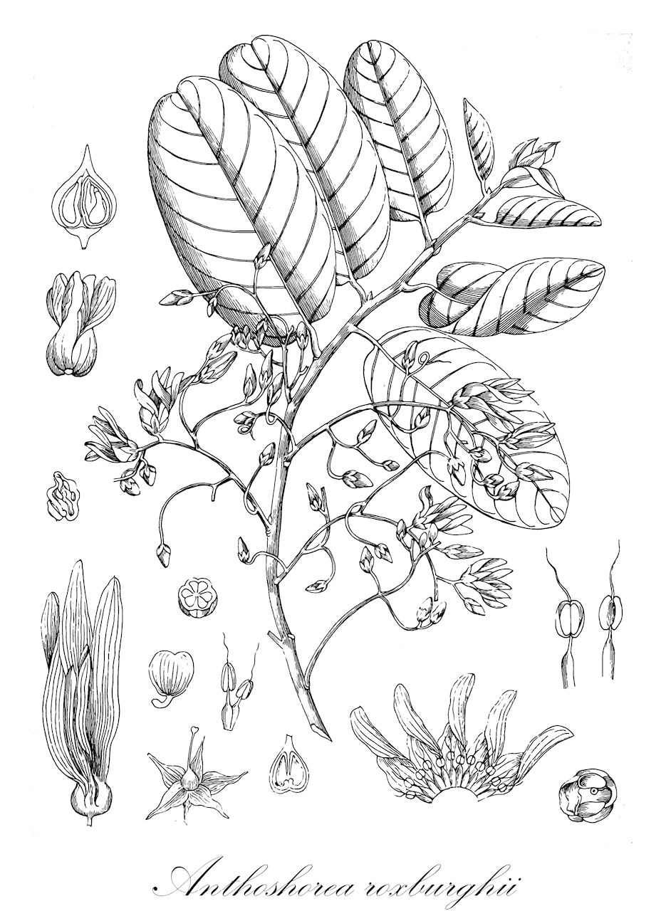 Anthoshorea roxburghii - Dipterocarpaceae,Plantae,Pteridobiotina,Angiosperms,Malvales,Dipterocarpaceae,Dipterocarpoideae,Shoreae,Anthoshorea,Anthoshorea roxburghii,Shorea attopoensis, Shorea cochinchinensis, Shorea floribunda, Shorea floribunda, Shorea harmandii, Shorea laccifera, Shorea roxburghii, Shorea saigonensis, Shorea talura, Vatica laccifera