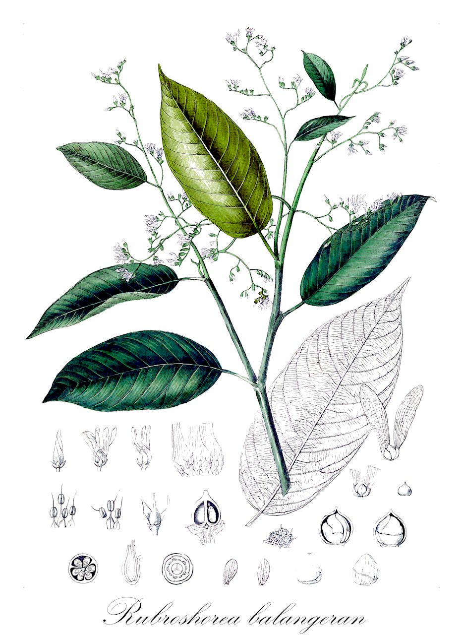 Rubroshorea balangeran - Dipterocarpaceae,Plantae,Pteridobiotina,Angiosperms,Malvales,Dipterocarpaceae,Dipterocarpoideae,Shoreae,Rubroshorea,Rubroshorea sect. Brachyptera,Rubroshorea balangeran,Hopea balangeran, Parahopea balangeran, Parashorea balangeran, Shorea balangeran