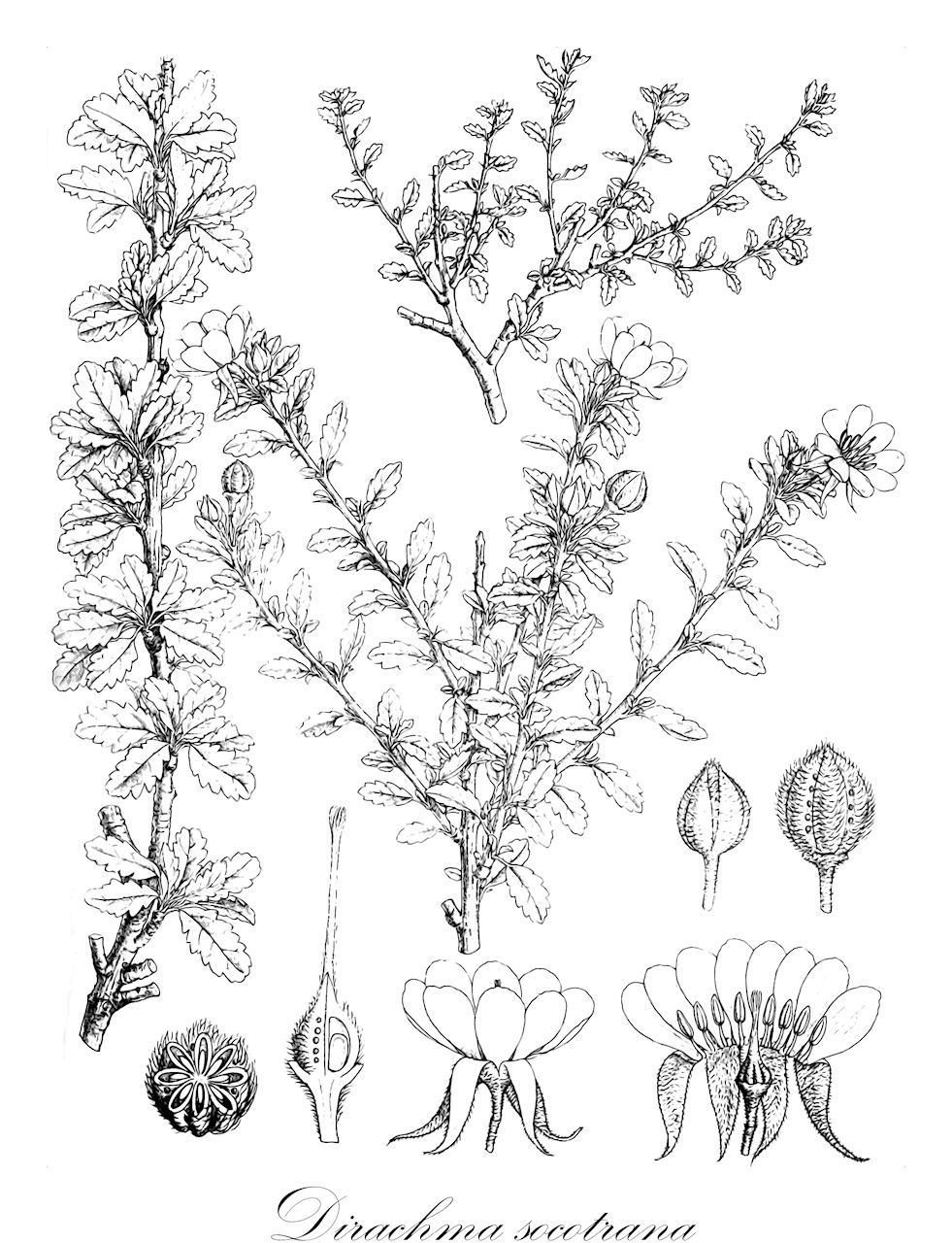 Dirachma socotrana - Dirachmaceae,Plantae,Pteridobiotina,Angiosperms,Rosales,Dirachmaceae,Dirachma,Dirachma socotrana