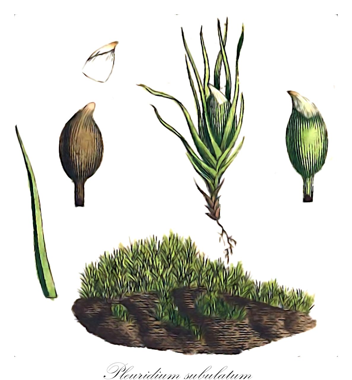 Pleuridium subulatum - Ditrichaceae,Plantae,Bryobiotina,Bryophyta,Bryopsida,Dicranidae,Ditrichales,Ditrichaceae,Pleuridium,Pleuridium subulatum,Aongstroemia subulata, Astomum subulatum, Dicranella decipiens, Phascum intermedium, Phascum subulatum, Pleuridium alternifolium var. flagellatum, Pleuridium alternifolium var. howei, Pleuridium alternifolium var. lancastriense, Pleuridium alternifolium var. robustum, Pleuridium subulatum f. flagellatum, Pleuridium toepferi