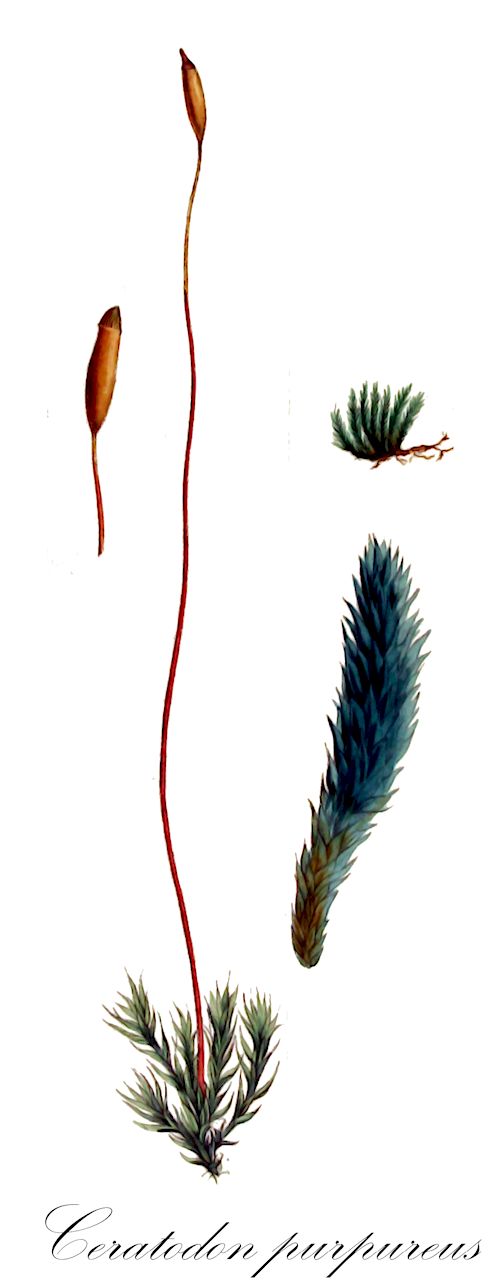 Ceratodon purpureus - Ditrichaceae,Plantae,Bryobiotina,Bryophyta,Bryopsida,Dicranidae,Ditrichales,Ditrichaceae,Ceratodon,Ceratodon purpureus,Barbula helvetica, Barbula saussuriana, Barbula validinervia, Bryum bipartitum, Bryum celsii, Bryum longicaule, Bryum papillosum, Bryum strictum, Bryum tenue, Ceratodon antarcticus, Ceratodon arcticus, Ceratodon columbiae, Ceratodon conicus var. acicularis, Ceratodon crassinervis, Ceratodon flavisetus, Ceratodon graefii, Ceratodon grossiretis, Ceratodon grossiretis var. validus, Ceratodon microcarpus, Ceratodon microphyllus, Ceratodon minutifolius, Ceratodon mollis, Ceratodon moravicus, Ceratodon perplexans, Ceratodon purpurascens, Ceratodon purpureus f. alpinus, Ceratodon purpureus f. angustifolius, Ceratodon purpureus f. arenicolous, Ceratodon purpureus f. aristatus, Ceratodon purpureus f. aristatus, Ceratodon purpureus f. brevifolius, Ceratodon purpureus f. brevisetus, Ceratodon purpureus f. carinatus, Ceratodon purpureus f. coloratus, Ceratodon purpureus f. compactus, Ceratodon purpureus f. crassinervis, Ceratodon purpureus f. crispus, Ceratodon purpureus f. cuspidatus, Ceratodon purpureus f. fastigiatus, Ceratodon purpureus f. filiformis, Ceratodon purpureus f. flavisetus, Ceratodon purpureus f. glacialis, Ceratodon purpureus f. gracilis, Ceratodon purpureus f. graefii, Ceratodon purpureus f. latifolius, Ceratodon purpureus f. longifolius, Ceratodon purpureus f. major, Ceratodon purpureus f. microcarpus, Ceratodon purpureus f. mollis, Ceratodon purpureus f. parvitheca, Ceratodon purpureus f. propagulifera, Ceratodon purpureus f. pumilis, Ceratodon purpureus f. pusillus, Ceratodon purpureus f. rufescens, Ceratodon purpureus f. tenuis, Ceratodon purpureus f. xanthopus, Ceratodon purpureus subsp. arcticus, Ceratodon purpureus subsp. brevifolius, Ceratodon purpureus subsp. xanthopus, Ceratodon purpureus var. alpestris, Ceratodon purpureus var. alpinus, Ceratodon purpureus var. arcticus, Ceratodon purpureus var. aristatus, Ceratodon purpureus var. aristatus, Ceratodon purpureus var. asper, Ceratodon purpureus var. bipartitus, Ceratodon purpureus var. brevicaulis, Ceratodon purpureus var. brevifolius, Ceratodon purpureus var. brevifolius, Ceratodon purpureus var. brevisetus, Ceratodon purpureus var. carinatus, Ceratodon purpureus var. celsii, Ceratodon purpureus var. cordatus, Ceratodon purpureus var. crassinervis, Ceratodon purpureus var. crispus, Ceratodon purpureus var. cristatus, Ceratodon purpureus var. cuspidatus, Ceratodon purpureus var. densus, Ceratodon purpureus var. erythropus, Ceratodon purpureus var. fastigiatus, Ceratodon purpureus var. filiformis, Ceratodon purpureus var. flavisetus, Ceratodon purpureus var. gracilis, Ceratodon purpureus var. graefii, Ceratodon purpureus var. himalayanus, Ceratodon purpureus var. intermedius, Ceratodon purpureus var. julaceus, Ceratodon purpureus var. latifolius, Ceratodon purpureus var. latifolius, Ceratodon purpureus var. litoralis, Ceratodon purpureus var. longicaulis, Ceratodon purpureus var. longifolius, Ceratodon purpureus var. microphyllus, Ceratodon purpureus var. minor, Ceratodon purpureus var. mollis, Ceratodon purpureus var. moravicus, Ceratodon purpureus var. pallidisetus, Ceratodon purpureus var. pallidus, Ceratodon purpureus var. paludosus, Ceratodon purpureus var. palustris, Ceratodon purpureus var. papillosus, Ceratodon purpureus var. pehrii, Ceratodon purpureus var. planifolius, Ceratodon purpureus var. purpurascens, Ceratodon purpureus var. purpureus, Ceratodon purpureus var. pusillus, Ceratodon purpureus var. robustus, Ceratodon purpureus var. rufescens, Ceratodon purpureus var. saussurianus, Ceratodon purpureus var. stellatus, Ceratodon purpureus var. subplanifolius, Ceratodon purpureus var. tenuis, Ceratodon purpureus var. tripartitus, Ceratodon purpureus var. turfosus, Ceratodon purpureus var. typicus, Ceratodon purpureus var. viridissimus, Ceratodon purpureus var. wallyanus, Ceratodon purpureus var. xanthopus, Ceratodon semilunaris, Ceratodon sinensis, Ceratodon validus, Ceratodon vialis, Ceratodon wallyanus, Dicranum bipartitum, Dicranum celsii, Dicranum erythropum, Dicranum intermedium, Dicranum longisetum, Dicranum palustre, Dicranum purpurascens, Dicranum purpureum, Dicranum purpureum var. bipartitum, Dicranum purpureum var. intermedium, Dicranum purpureum var. palustre, Dicranum purpureum var. stellatum, Dicranum purpureum var. tenue, Dicranum strictum, Dicranum viridissimum, Didymodon papillosus, Didymodon purpureus, Didymodon purpureus var. subacaulis, Grimmia halophila, Hypnum recurvulum, Leskeella cuspidata, Meesia kenyae, Mielichhoferia recurvifolia, Mnium purpureum, Tortula saussuriana, Trichostomum basiflorum, Trichostomum papillosum, Trichostomum purpureum, Trichostomum tortum