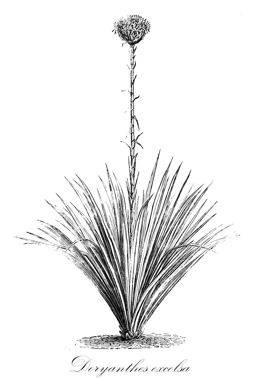Doryanthes excelsa - Doryanthaceae,Plantae,Pteridobiotina,Angiosperms,Asparagales,Doryanthaceae,Doryanthes,Doryanthes excelsa,Furcraea australis