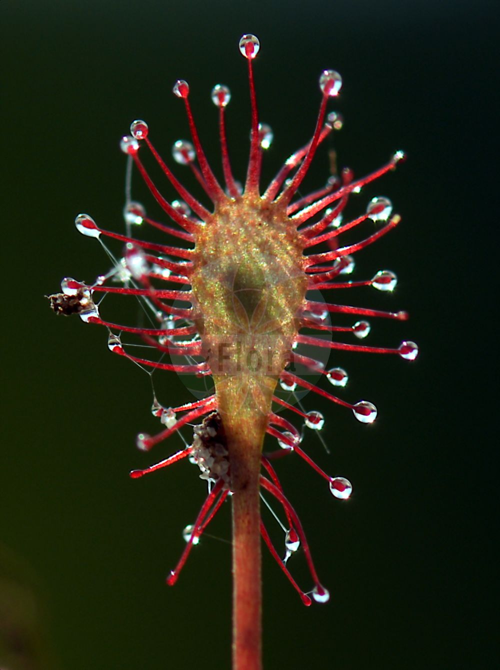 Drosera intermedia - Droseraceae,Plantae,Pteridobiotina,Angiosperms,Caryophyllales,Droseraceae,Drosera,Drosera intermedia,Drosera americana, Drosera foliosa, Drosera intermedia f. corymbosa, Drosera intermedia f. elatior, Drosera intermedia f. intermedia, Drosera intermedia f. natans, Drosera intermedia f. subcaulescens, Drosera intermedia var. americana, Drosera intermedia var. corymbosa, Drosera intermedia var. elatior, Drosera intermedia var. erecta, Drosera intermedia var. gracilis, Drosera intermedia var. tenuis, Drosera macedonica, Drosera media, Rorella intermedia,Mittlerer Sonnentau;oblong-leaved sundew;narrow-sundew;oblong-sundew;spatulate-sundew;spoon-leaved sundew;water sundew;droséra intermédiaire;long-leaved sundew;spoonleaf sundew;great sundew;Rossolis intermédiaire;drosera de hoja larga;atrapamoscas;drósera de hoja larga;rocío del sol de hoja larga;Drosera intermedia;stengelloze sleutelbloem;kleine zonnedauw;orvalhinha;rorela-de-folhas-compridas;росянка промежуточная;böcekkapan;rosika povaljena;stekel-zegge;små sileshår;liden soldug;rosiczka pośrednia;srednja rosika;közepes harmatfű;rosnatka prostřední;rosička prostredná;росичка середня;vahelmine huulhein;vidējā rasene;dikesoldogg;pikkukihokki;mažalapė saulašarė