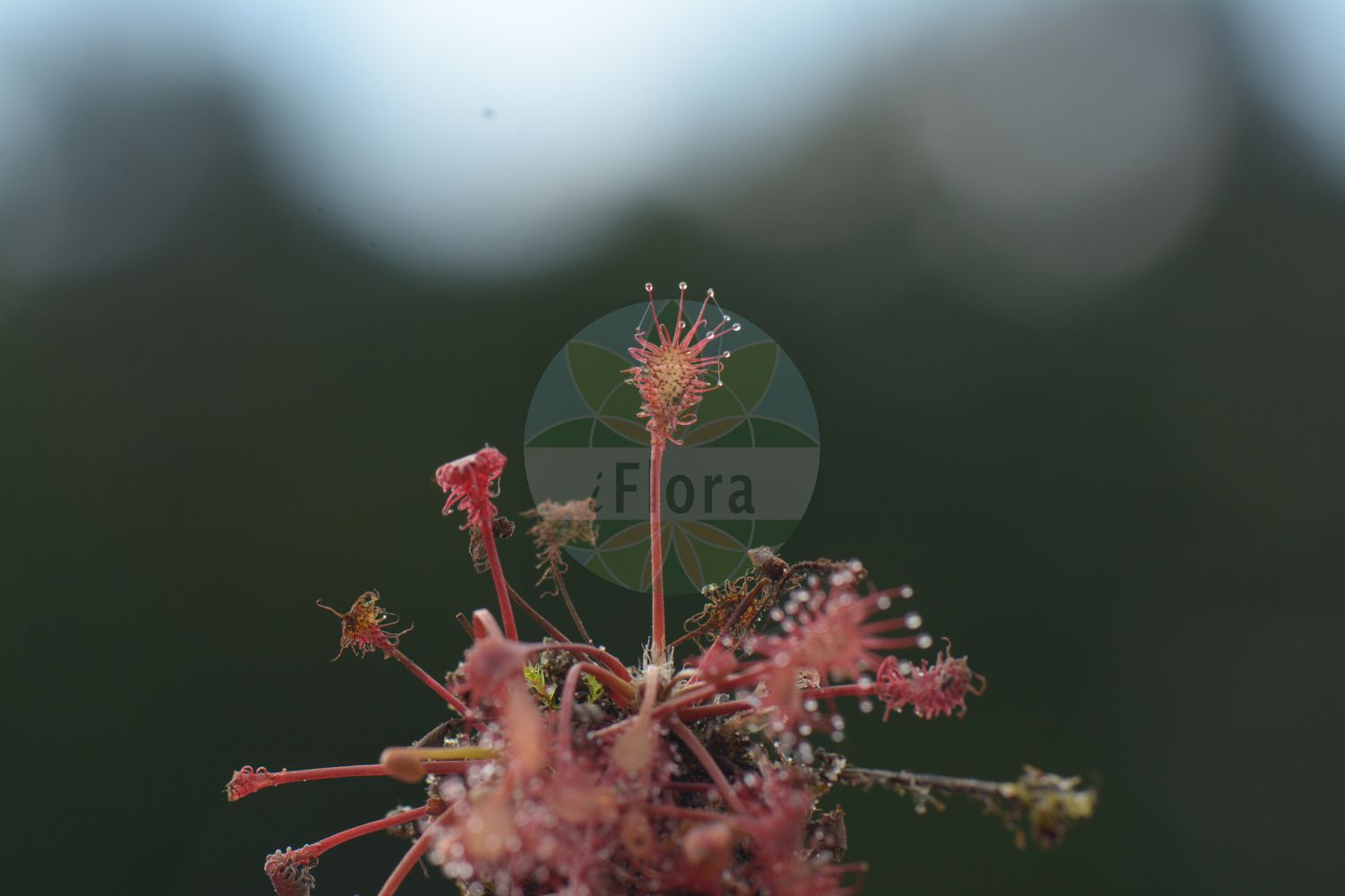 Drosera intermedia - Droseraceae,Plantae,Pteridobiotina,Angiosperms,Caryophyllales,Droseraceae,Drosera,Drosera intermedia,Drosera americana, Drosera foliosa, Drosera intermedia f. corymbosa, Drosera intermedia f. elatior, Drosera intermedia f. intermedia, Drosera intermedia f. natans, Drosera intermedia f. subcaulescens, Drosera intermedia var. americana, Drosera intermedia var. corymbosa, Drosera intermedia var. elatior, Drosera intermedia var. erecta, Drosera intermedia var. gracilis, Drosera intermedia var. tenuis, Drosera macedonica, Drosera media, Rorella intermedia,Mittlerer Sonnentau;oblong-leaved sundew;narrow-sundew;oblong-sundew;spatulate-sundew;spoon-leaved sundew;water sundew;droséra intermédiaire;long-leaved sundew;spoonleaf sundew;great sundew;Rossolis intermédiaire;drosera de hoja larga;atrapamoscas;drósera de hoja larga;rocío del sol de hoja larga;Drosera intermedia;stengelloze sleutelbloem;kleine zonnedauw;orvalhinha;rorela-de-folhas-compridas;росянка промежуточная;böcekkapan;rosika povaljena;stekel-zegge;små sileshår;liden soldug;rosiczka pośrednia;srednja rosika;közepes harmatfű;rosnatka prostřední;rosička prostredná;росичка середня;vahelmine huulhein;vidējā rasene;dikesoldogg;pikkukihokki;mažalapė saulašarė