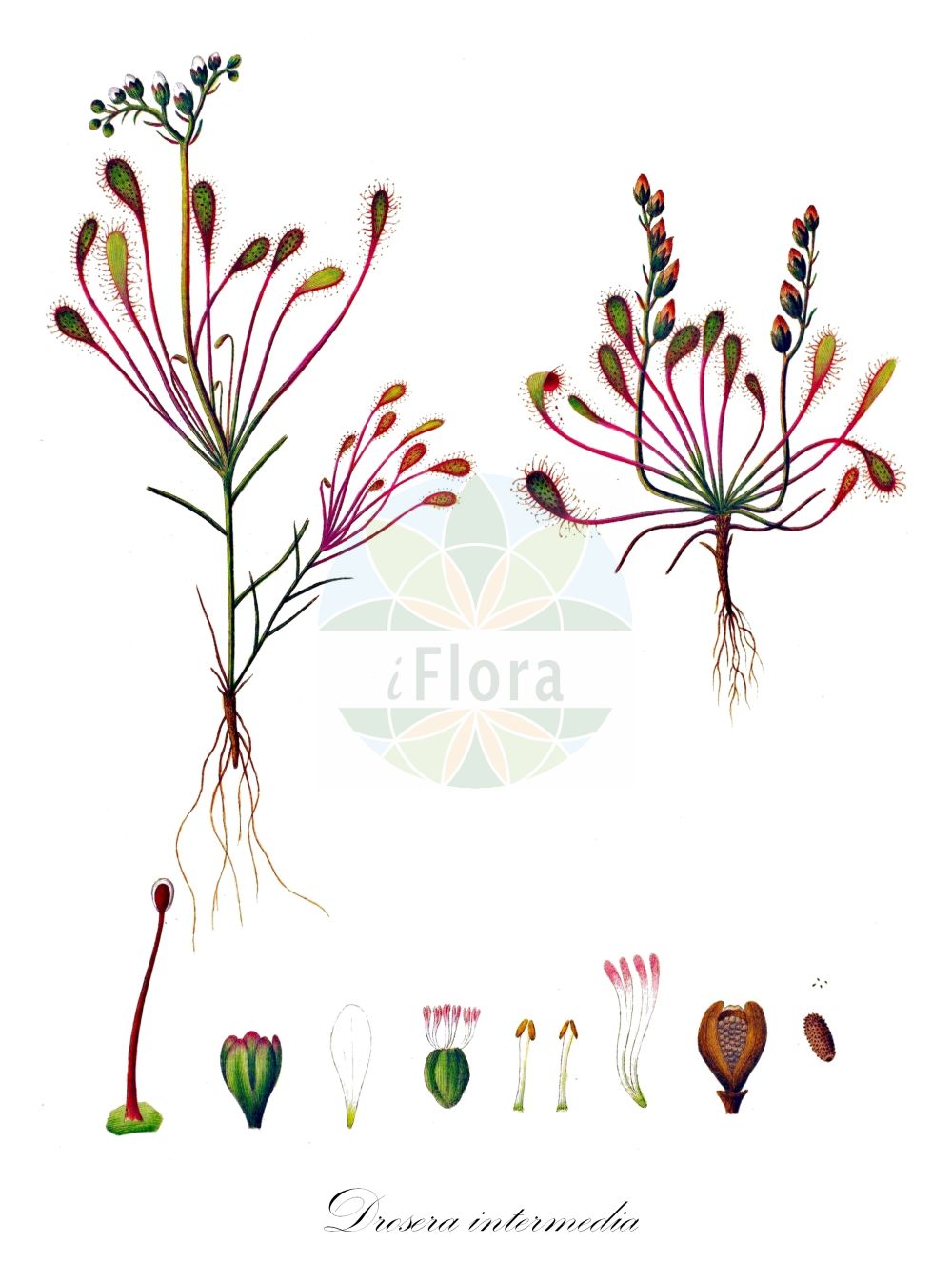 Drosera intermedia - Droseraceae,Plantae,Pteridobiotina,Angiosperms,Caryophyllales,Droseraceae,Drosera,Drosera intermedia,Drosera americana, Drosera foliosa, Drosera intermedia f. corymbosa, Drosera intermedia f. elatior, Drosera intermedia f. intermedia, Drosera intermedia f. natans, Drosera intermedia f. subcaulescens, Drosera intermedia var. americana, Drosera intermedia var. corymbosa, Drosera intermedia var. elatior, Drosera intermedia var. erecta, Drosera intermedia var. gracilis, Drosera intermedia var. tenuis, Drosera macedonica, Drosera media, Rorella intermedia,Mittlerer Sonnentau;oblong-leaved sundew;narrow-sundew;oblong-sundew;spatulate-sundew;spoon-leaved sundew;water sundew;droséra intermédiaire;long-leaved sundew;spoonleaf sundew;great sundew;Rossolis intermédiaire;drosera de hoja larga;atrapamoscas;drósera de hoja larga;rocío del sol de hoja larga;Drosera intermedia;stengelloze sleutelbloem;kleine zonnedauw;orvalhinha;rorela-de-folhas-compridas;росянка промежуточная;böcekkapan;rosika povaljena;stekel-zegge;små sileshår;liden soldug;rosiczka pośrednia;srednja rosika;közepes harmatfű;rosnatka prostřední;rosička prostredná;росичка середня;vahelmine huulhein;vidējā rasene;dikesoldogg;pikkukihokki;mažalapė saulašarė