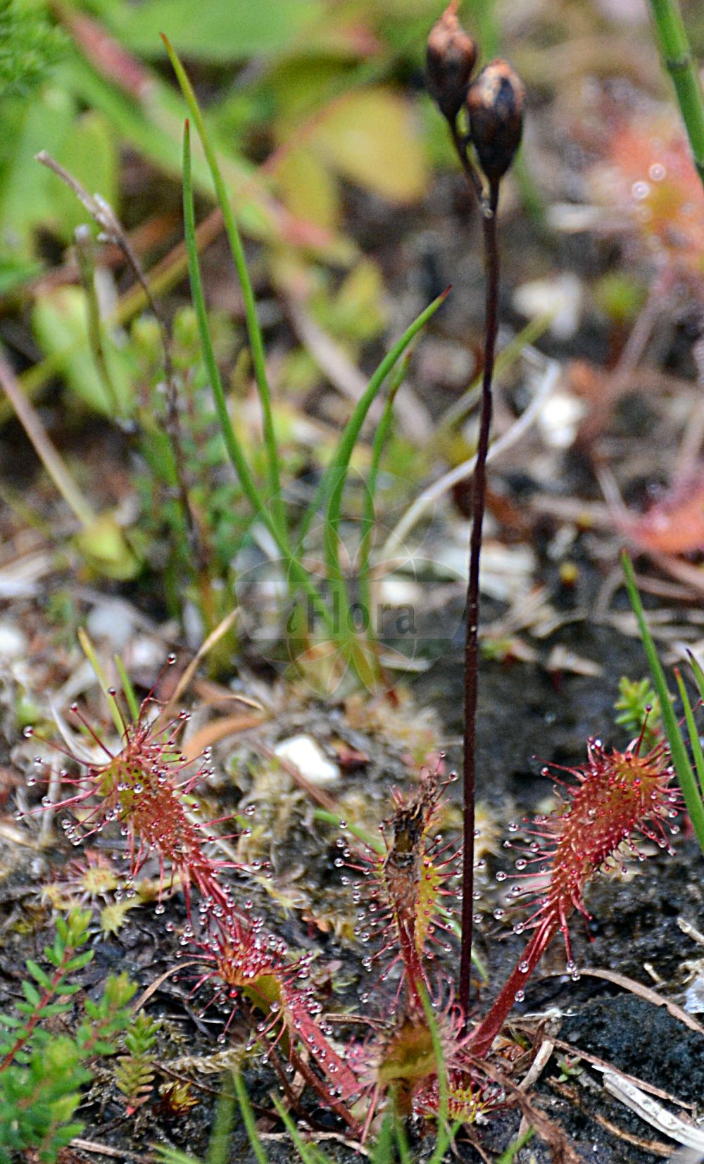 Drosera anglica - Droseraceae,Plantae,Pteridobiotina,Angiosperms,Caryophyllales,Droseraceae,Drosera,Drosera anglica,Adenopa anglica, Drosera anglica f. pusilla, Drosera anglica var. linglica, Drosera anglica var. subuniflora, Drosera anglica var. woodii, Drosera kihlmanii, Drosera linglica, Drosera longifolia, Drosera woodii, Rorella longifolia,Langblättriger Sonnentau;great sundew;english sundew;droséra d'angleterre;narrow-leaf sundew;Rossolis à longues feuilles;rossolis d'Angleterre;drósera mayor;atrapamoscas de hoja larga;dròsera longifòlia;Drosera a foglie allungate;lange zonnedauw;росянка английская;росянка длиннолистная;dròsera longifòlia;rosika dugolistna;storsileshår;langbladet soldug;rosiczka długolistna;dolgolistna družina;hosszúlevelű harmatfű;rosnatka anglická;rosička anglická;росичка англійська;pikalehine huulhein;garlapu rasene;smalsoldogg;pitkälehtikihokki;ilgalapė saulašarė