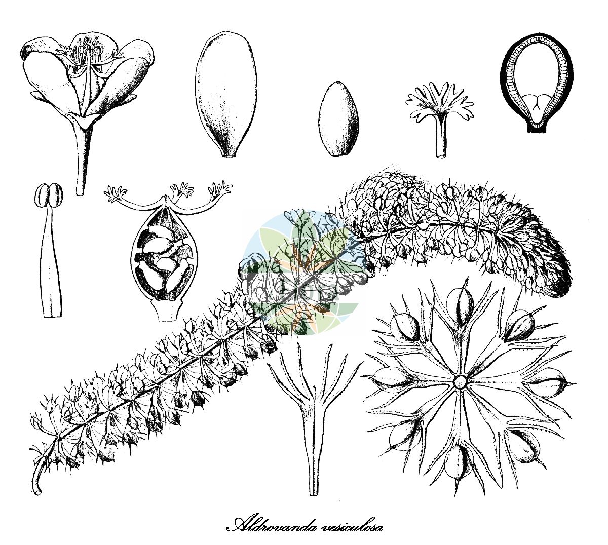 Aldrovanda vesiculosa - Droseraceae,Plantae,Pteridobiotina,Angiosperms,Caryophyllales,Droseraceae,Aldrovanda,Aldrovanda vesiculosa,Aldrovanda generalis, Aldrovanda verticillata, Aldrovanda vesiculosa var. australis, Aldrovanda vesiculosa var. duriaei, Aldrovanda vesiculosa var. verticillata, Drosera aldrovanda,Wasserfalle;waterwheel plant;water bugtrap;Aldrovande à vessies;aldrovande vésiculeuse;Aldrovanda;альдрованда пузерчатая;mjehurasta vodena stupica;aldrowanda pęcherzykowata;mujina-mo;ムジナモ;aldrovanda;aldrovandka měchýřkatá;otrăţel;aldrovandka pľuzgierkatá;альдрованда пухирчата;алдрованда;алдрованда;pūslėtoji aldrūne;hé zǎo;貉藻