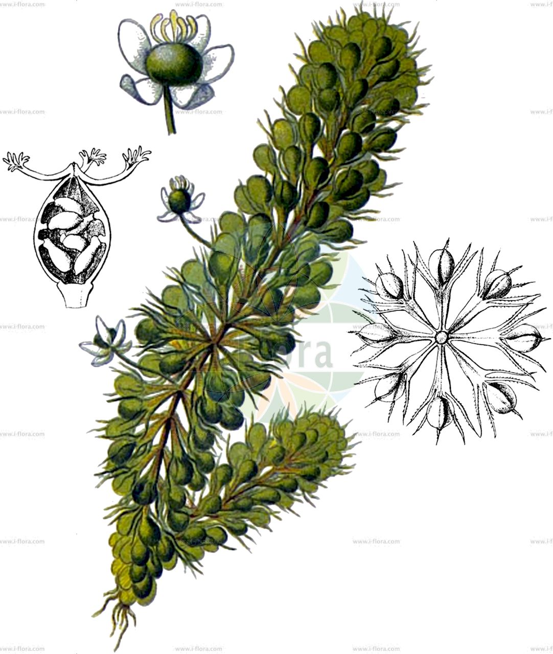 Aldrovanda vesiculosa - Droseraceae,Plantae,Pteridobiotina,Angiosperms,Caryophyllales,Droseraceae,Aldrovanda,Aldrovanda vesiculosa,Aldrovanda generalis, Aldrovanda verticillata, Aldrovanda vesiculosa var. australis, Aldrovanda vesiculosa var. duriaei, Aldrovanda vesiculosa var. verticillata, Drosera aldrovanda,Wasserfalle;waterwheel plant;water bugtrap;Aldrovande à vessies;aldrovande vésiculeuse;Aldrovanda;альдрованда пузерчатая;mjehurasta vodena stupica;aldrowanda pęcherzykowata;mujina-mo;ムジナモ;aldrovanda;aldrovandka měchýřkatá;otrăţel;aldrovandka pľuzgierkatá;альдрованда пухирчата;алдрованда;алдрованда;pūslėtoji aldrūne;hé zǎo;貉藻