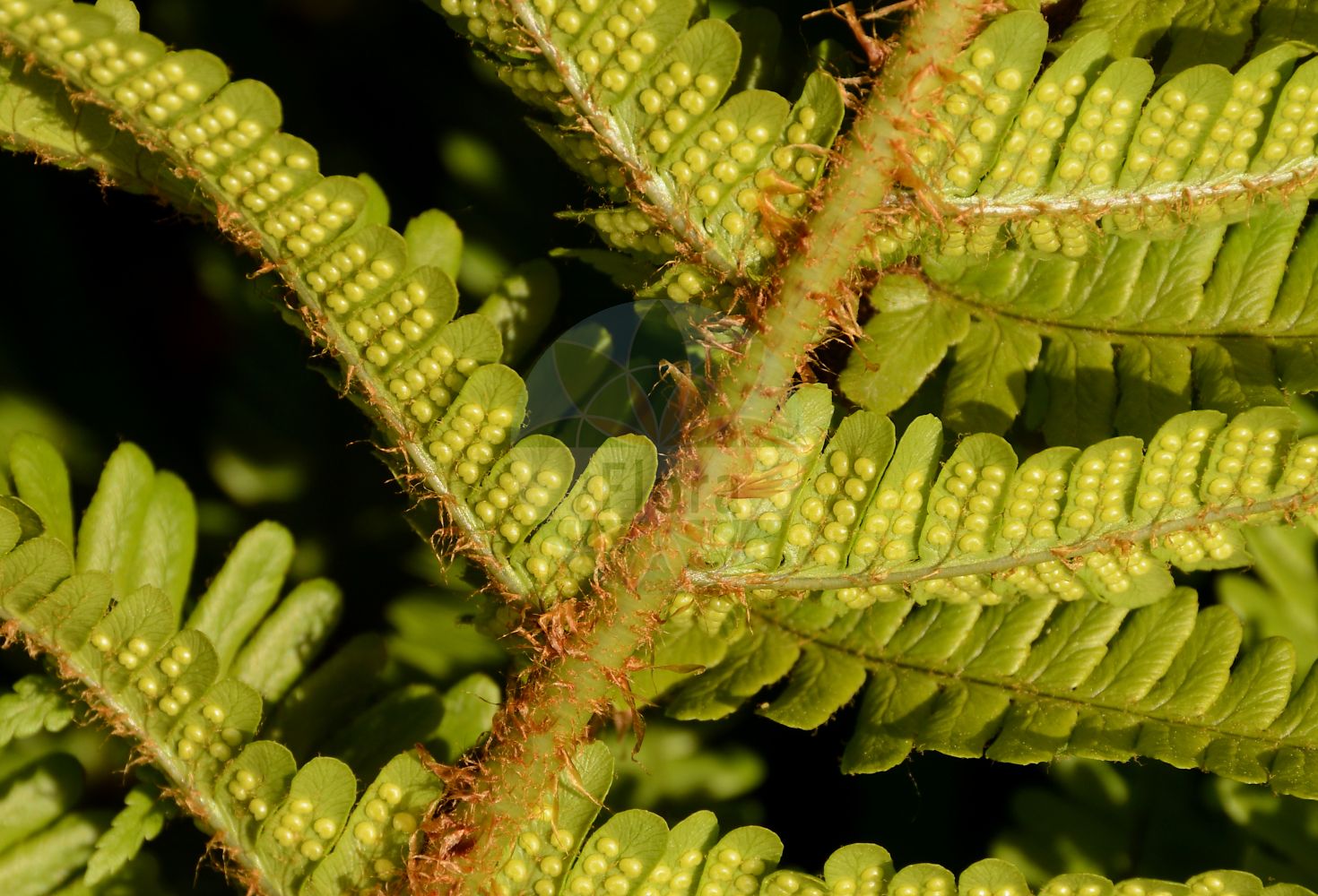 Foto von Dryopteris affinis (Spreuschuppiger Wurmfarn - Scaly Male-fern). Das Bild zeigt Blatt und Spore. Das Foto wurde in Lyon, Auvergne-Rhône-Alpes, Frankreich aufgenommen. ---- Photo of Dryopteris affinis (Spreuschuppiger Wurmfarn - Scaly Male-fern). The image is showing leaf and spore. The picture was taken in Lyon, Auvergne-Rhône-Alpes, France.(Dryopteris affinis,Spreuschuppiger Wurmfarn,Scaly Male-fern,Dryopteris affinis,Nephrodium affine,Nephrodium filix-mas var. affine,Spreuschuppiger Wurmfarn,Scaly Male-fern,Golden-scaled Male Fern,Dryopteris,Wurmfarn,Wood-fern,Dryopteridaceae,Wurmfarngewächse,Wood Fern family,Blatt,Spore,leaf,spore)