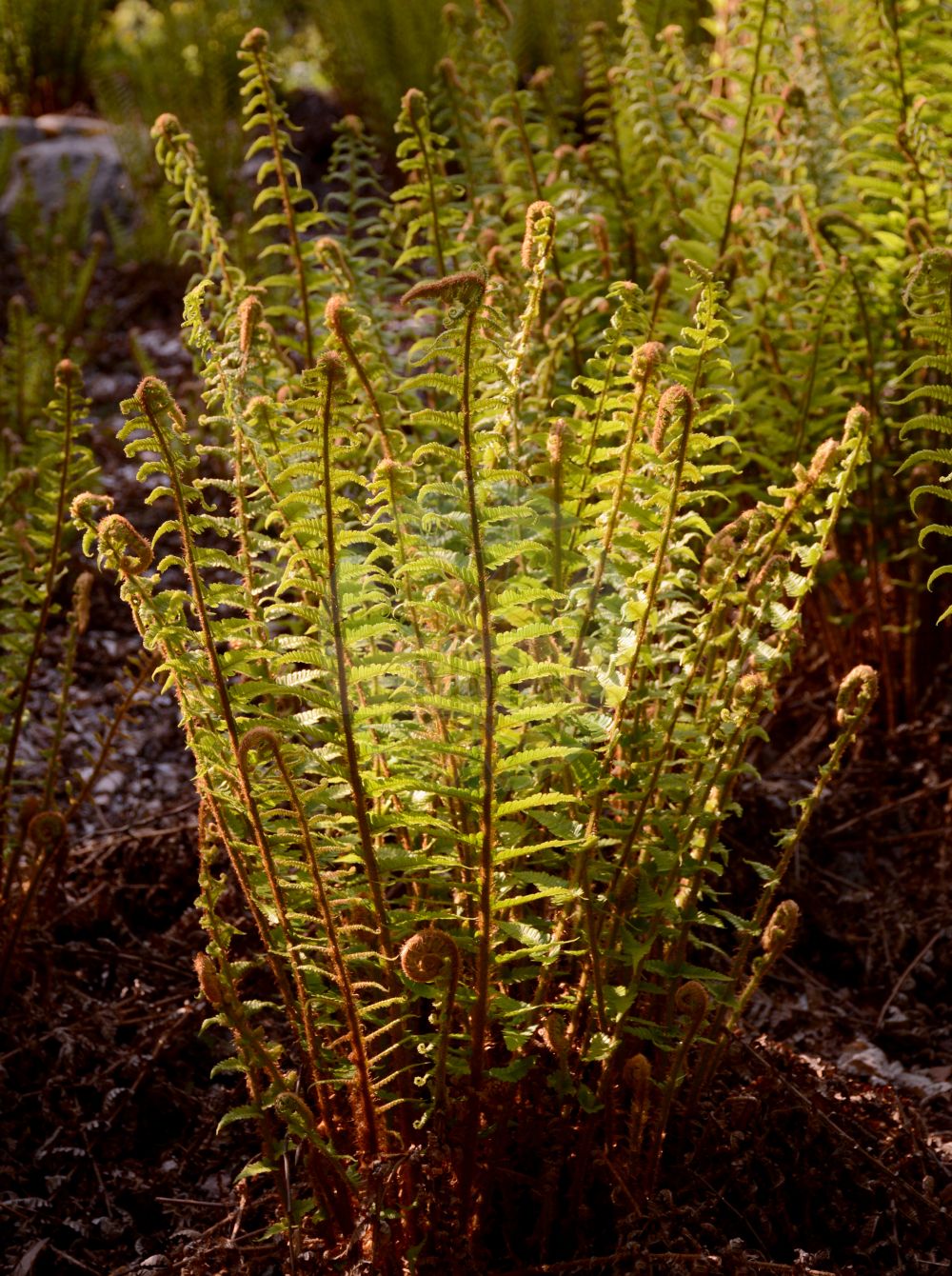 Foto von Dryopteris affinis (Spreuschuppiger Wurmfarn - Scaly Male-fern). Das Bild zeigt Blatt. Das Foto wurde in Marburg, Hessen, Deutschland aufgenommen. ---- Photo of Dryopteris affinis (Spreuschuppiger Wurmfarn - Scaly Male-fern). The image is showing leaf. The picture was taken in Marburg, Hesse, Germany.(Dryopteris affinis,Spreuschuppiger Wurmfarn,Scaly Male-fern,Dryopteris affinis,Nephrodium affine,Nephrodium filix-mas var. affine,Spreuschuppiger Wurmfarn,Scaly Male-fern,Golden-scaled Male Fern,Dryopteris,Wurmfarn,Wood-fern,Dryopteridaceae,Wurmfarngewächse,Wood Fern family,Blatt,leaf)