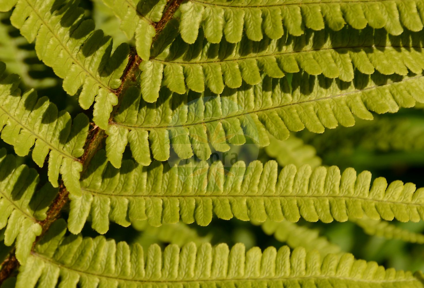 Foto von Dryopteris affinis (Spreuschuppiger Wurmfarn - Scaly Male-fern). Das Bild zeigt Blatt und Spore. Das Foto wurde in Lyon, Auvergne-Rhône-Alpes, Frankreich aufgenommen. ---- Photo of Dryopteris affinis (Spreuschuppiger Wurmfarn - Scaly Male-fern). The image is showing leaf and spore. The picture was taken in Lyon, Auvergne-Rhône-Alpes, France.(Dryopteris affinis,Spreuschuppiger Wurmfarn,Scaly Male-fern,Dryopteris affinis,Nephrodium affine,Nephrodium filix-mas var. affine,Spreuschuppiger Wurmfarn,Scaly Male-fern,Golden-scaled Male Fern,Dryopteris,Wurmfarn,Wood-fern,Dryopteridaceae,Wurmfarngewächse,Wood Fern family,Blatt,Spore,leaf,spore)