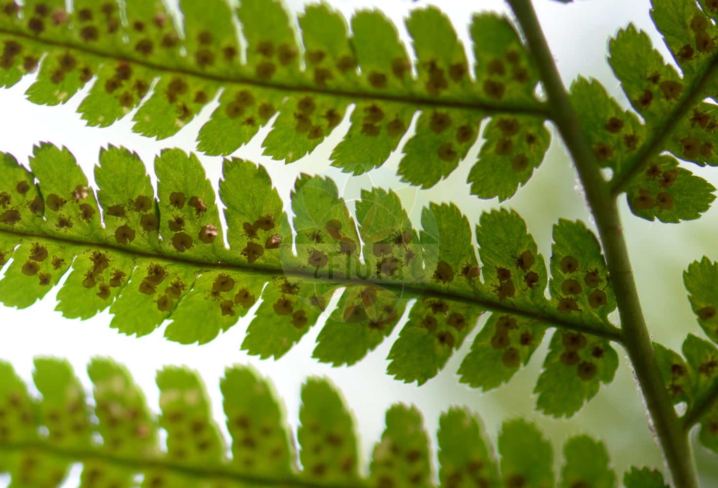 Foto von Dryopteris oreades (Geröll-Wurmfarn - Mountain Male-fern). Das Bild zeigt Blatt. Das Foto wurde in Bonn, Nordrhein-Westfalen, Deutschland aufgenommen. ---- Photo of Dryopteris oreades (Geröll-Wurmfarn - Mountain Male-fern). The image is showing leaf. The picture was taken in Bonn, North Rhine-Westphalia, Germany.(Dryopteris oreades,Geröll-Wurmfarn,Mountain Male-fern,Dryopteris oreades,Lastrea propinqua,Geroell-Wurmfarn,Kleiner Wurmfarn,Mountain Male-fern,Dryopteris,Wurmfarn,Wood-fern,Dryopteridaceae,Wurmfarngewächse,Wood Fern family,Blatt,leaf)