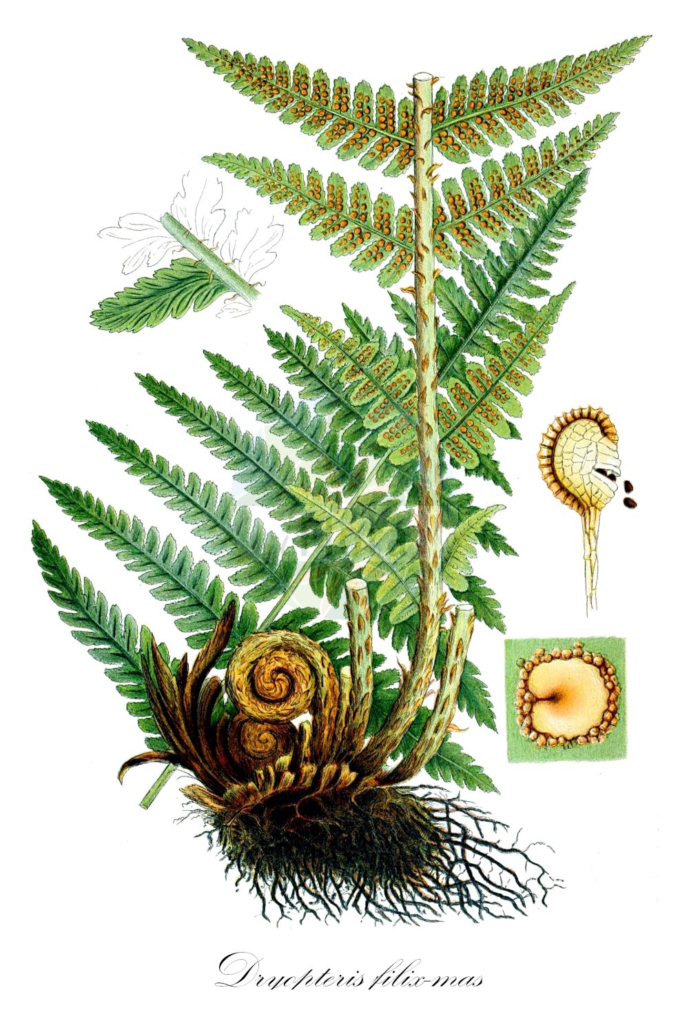 Historische Abbildung von Dryopteris filix-mas (Echter Wurmfarn - Male-fern). Das Bild zeigt Blatt, Bluete, Frucht und Same. ---- Historical Drawing of Dryopteris filix-mas (Echter Wurmfarn - Male-fern). The image is showing leaf, flower, fruit and seed.(Dryopteris filix-mas,Echter Wurmfarn,Male-fern,Aspidium filix-mas,Dryopteris filix-mas,Lastrea filix-mas,Nephrodium filix-mas,Polypodium filix-mas,Polystichum filix-mas,Echter Wurmfarn,Gewoehnlicher Wurmfarn,Maennlicher Wurmfarn,Maennerfarn,Male-fern,Common Male Fern,Dryopteris,Wurmfarn,Wood-fern,Dryopteridaceae,Wurmfarngewächse,Wood Fern family,Blatt,Bluete,Frucht,Same,leaf,flower,fruit,seed,Lindman (1901-1905))