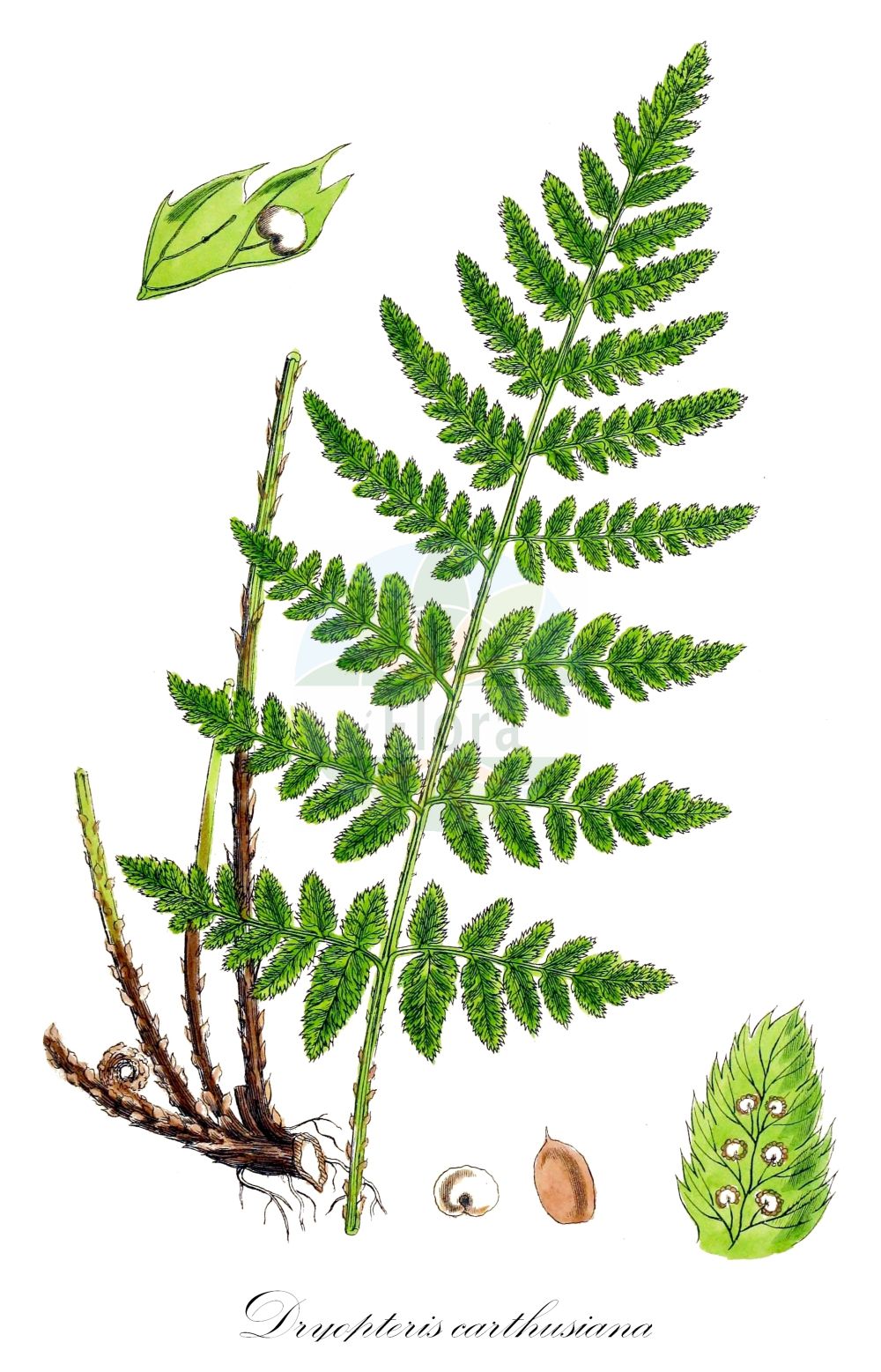 Historische Abbildung von Dryopteris carthusiana (Karthäuserfarn - Narrow Buckler-fern). Das Bild zeigt Blatt, Bluete, Frucht und Same. ---- Historical Drawing of Dryopteris carthusiana (Karthäuserfarn - Narrow Buckler-fern). The image is showing leaf, flower, fruit and seed.(Dryopteris carthusiana,Karthäuserfarn,Narrow Buckler-fern,Aspidium spinulosum,Dryopteris carthusiana,Dryopteris euspinulosa,Dryopteris lanceolatocristata,Dryopteris spinulosa,Lastrea spinulosa,Nephrodium spinulosum,Polypodium carthusianum,Polypodium lanceolatocristatum,Polypodium spinulosum,Polystichum spinulosum,Karthaeuserfarn,Gewoehnlicher Dornfarn,Kleiner Dornfarn,Narrow Buckler-fern,Spinulose Wood Fern,Dryopteris,Wurmfarn,Wood-fern,Dryopteridaceae,Wurmfarngewächse,Wood Fern family,Blatt,Bluete,Frucht,Same,leaf,flower,fruit,seed,Sowerby (1790-1813))