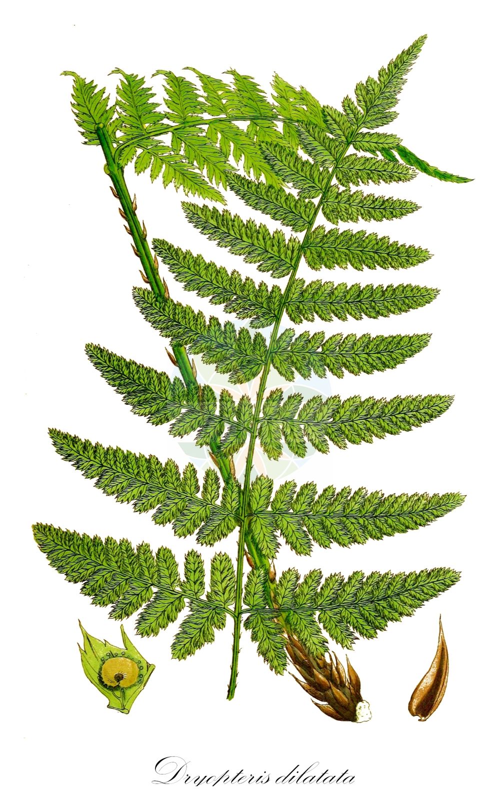 Historische Abbildung von Dryopteris dilatata (Großer Wurmfarn - Broad Buckler-fern). Das Bild zeigt Blatt, Bluete, Frucht und Same. ---- Historical Drawing of Dryopteris dilatata (Großer Wurmfarn - Broad Buckler-fern). The image is showing leaf, flower, fruit and seed.(Dryopteris dilatata,Großer Wurmfarn,Broad Buckler-fern,Aspidium dilatatum,Dryopteris alexeenkoana,Dryopteris dilatata,Lastrea dilatata,Polypodium dilatatum,Polystichum dilatatum,Polystichum spinulosum subsp. dilatatum,Grosser Wurmfarn,Grosser Dornfarn,Dunkler Dornfarn,Dewevers' Dornfarn,Broad Buckler-fern,Dryopteris,Wurmfarn,Wood-fern,Dryopteridaceae,Wurmfarngewächse,Wood Fern family,Blatt,Bluete,Frucht,Same,leaf,flower,fruit,seed,Sowerby (1790-1813))