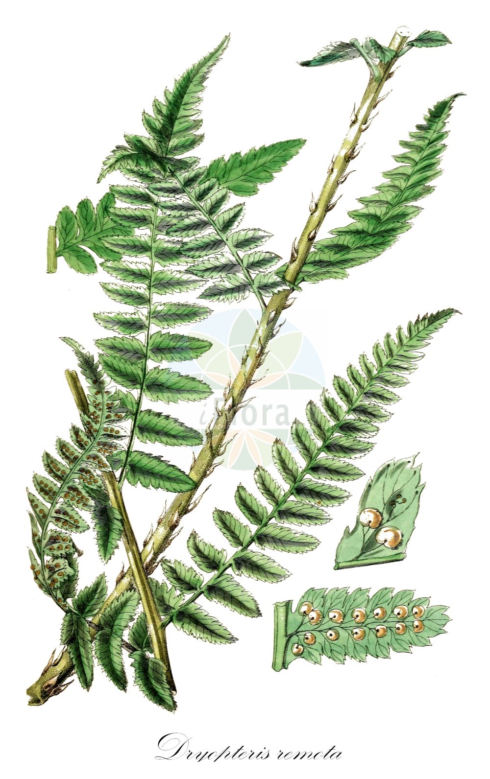 Historische Abbildung von Dryopteris remota (Entferntfiedriger Wurmfarn - Scaly Buckler-fern). Das Bild zeigt Blatt, Bluete, Frucht und Same. ---- Historical Drawing of Dryopteris remota (Entferntfiedriger Wurmfarn - Scaly Buckler-fern). The image is showing leaf, flower, fruit and seed.(Dryopteris remota,Entferntfiedriger Wurmfarn,Scaly Buckler-fern,Dryopteris kemulariae,Dryopteris remota,Entferntfiedriger Wurmfarn,Entferntfiedriger Dornfarn,Scaly Buckler-fern,Dryopteris,Wurmfarn,Wood-fern,Dryopteridaceae,Wurmfarngewächse,Wood Fern family,Blatt,Bluete,Frucht,Same,leaf,flower,fruit,seed,Sowerby (1790-1813))