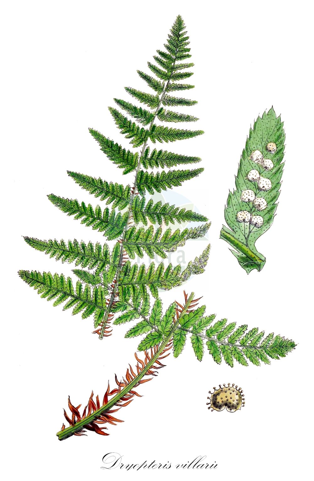 Historische Abbildung von Dryopteris villarii (Starrer Wurmfarn - Male-fern). Das Bild zeigt Blatt, Bluete, Frucht und Same. ---- Historical Drawing of Dryopteris villarii (Starrer Wurmfarn - Male-fern). The image is showing leaf, flower, fruit and seed.(Dryopteris villarii,Starrer Wurmfarn,Male-fern,Aspidium rigidum,Dryopteris rigida,Dryopteris villarii,Nephrodium rigidum,Nephrodium villarii,Polypodium rigidum,Polypodium villarii,Polystichum rigidum,Starrer Wurmfarn,Steifer Wurmfarn,Male-fern,Rigid Buckler Fern,Dryopteris,Wurmfarn,Wood-fern,Dryopteridaceae,Wurmfarngewächse,Wood Fern family,Blatt,Bluete,Frucht,Same,leaf,flower,fruit,seed,Sowerby (1790-1813))