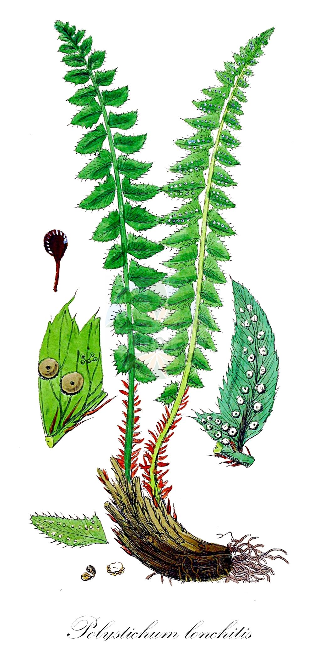 Historische Abbildung von Polystichum lonchitis (Lanzen-Schildfarn - Holly-fern). Das Bild zeigt Blatt, Bluete, Frucht und Same. ---- Historical Drawing of Polystichum lonchitis (Lanzen-Schildfarn - Holly-fern). The image is showing leaf, flower, fruit and seed.(Polystichum lonchitis,Lanzen-Schildfarn,Holly-fern,Aspidium lonchitis,Dryopteris lonchitis,Polypodium lonchitis,Polystichum lonchitis,Lanzen-Schildfarn,Holly-fern,Northern Hollyfern,Polystichum,Schildfarn,Holly-fern,Dryopteridaceae,Wurmfarngewächse,Wood Fern family,Blatt,Bluete,Frucht,Same,leaf,flower,fruit,seed,Sowerby (1790-1813))