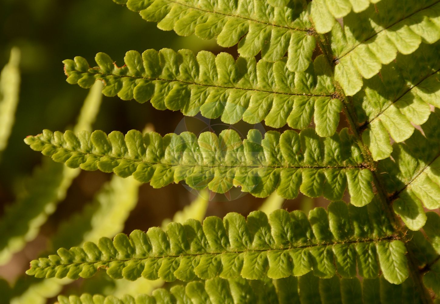 Foto von Dryopteris cambrensis (Walisischer Schuppen-Wurmfarn). Das Bild zeigt Blatt. Das Foto wurde in Lyon, Auvergne-Rhône-Alpes, Frankreich aufgenommen. ---- Photo of Dryopteris cambrensis (Walisischer Schuppen-Wurmfarn). The image is showing leaf. The picture was taken in Lyon, Auvergne-Rhône-Alpes, France.(Dryopteris cambrensis,Walisischer Schuppen-Wurmfarn,Dryopteris cambrensis,Walisischer Schuppen-Wurmfarn,Dryopteris,Wurmfarn,Wood-fern,Dryopteridaceae,Wurmfarngewächse,Wood Fern family,Blatt,leaf)