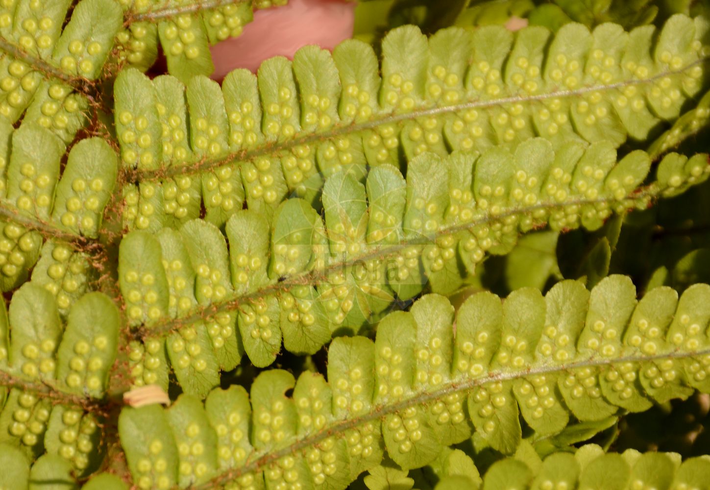 Dryopteris cambrensis - Dryopteridaceae,Plantae,Pteridobiotina,Polypodiophyta,Polypodiopsida,Polypodiidae,Polypodiales,Dryopteridaceae,Dryopteridoideae,Dryopteris,Dryopteris cambrensis,Dryopteris affinis var. distans,Walisischer Schuppen-Wurmfarn;Walisischer Wurmfarn;Dryoptéris écailleux du Pays de Galles