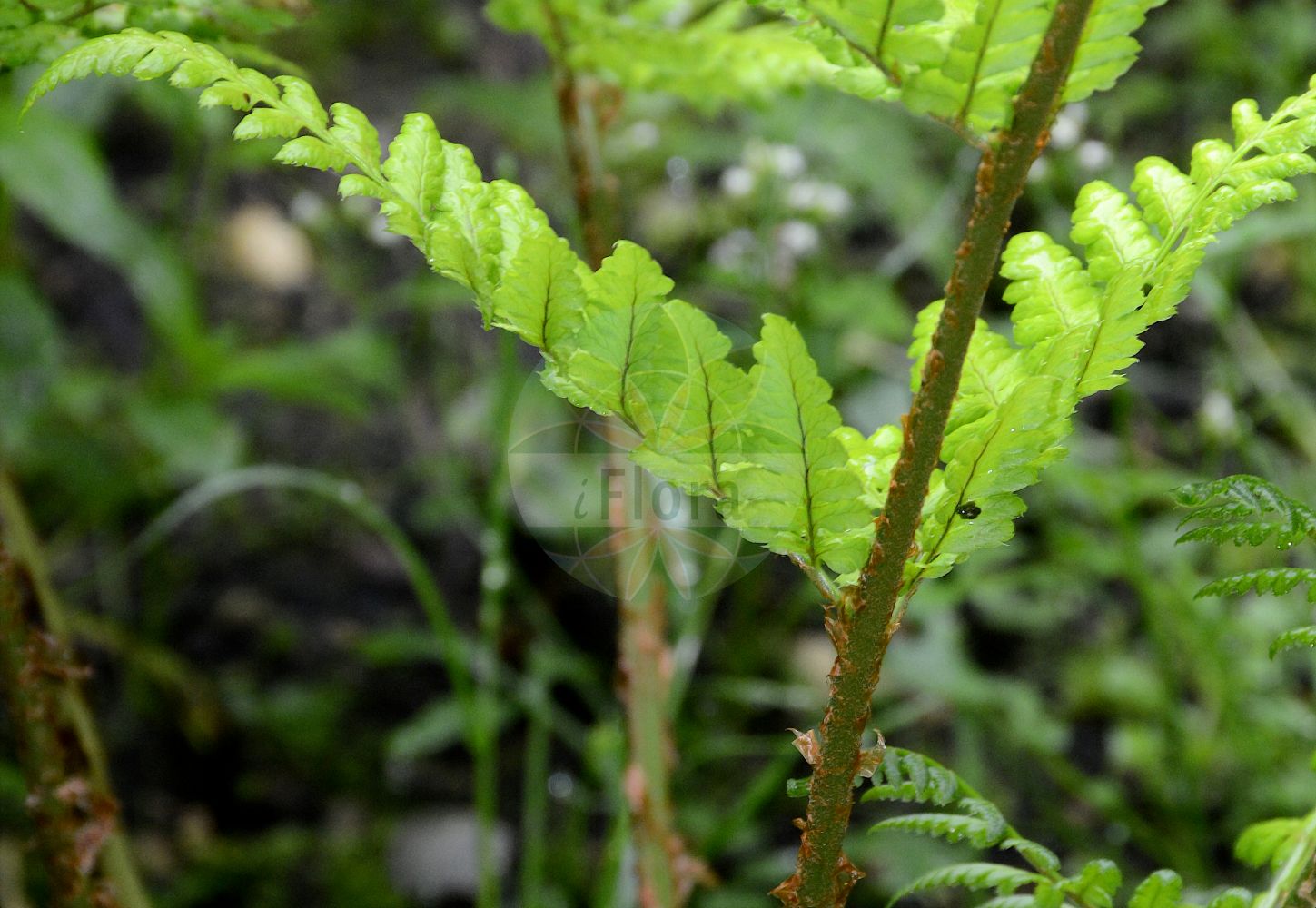 Foto von Dryopteris carthusiana (Karthäuserfarn - Narrow Buckler-fern). Das Foto wurde in Münster, Nordrhein-Westfalen, Deutschland aufgenommen. ---- Photo of Dryopteris carthusiana (Karthäuserfarn - Narrow Buckler-fern). The picture was taken in Muenster, North Rhine-Westphalia, Germany.(Dryopteris carthusiana,Karthäuserfarn,Narrow Buckler-fern,Aspidium spinulosum,Dryopteris carthusiana,Dryopteris euspinulosa,Dryopteris lanceolatocristata,Dryopteris spinulosa,Lastrea spinulosa,Nephrodium spinulosum,Polypodium carthusianum,Polypodium lanceolatocristatum,Polypodium spinulosum,Polystichum spinulosum,Karthaeuserfarn,Gewoehnlicher Dornfarn,Kleiner Dornfarn,Narrow Buckler-fern,Spinulose Wood Fern,Dryopteris,Wurmfarn,Wood-fern,Dryopteridaceae,Wurmfarngewächse,Wood Fern family)