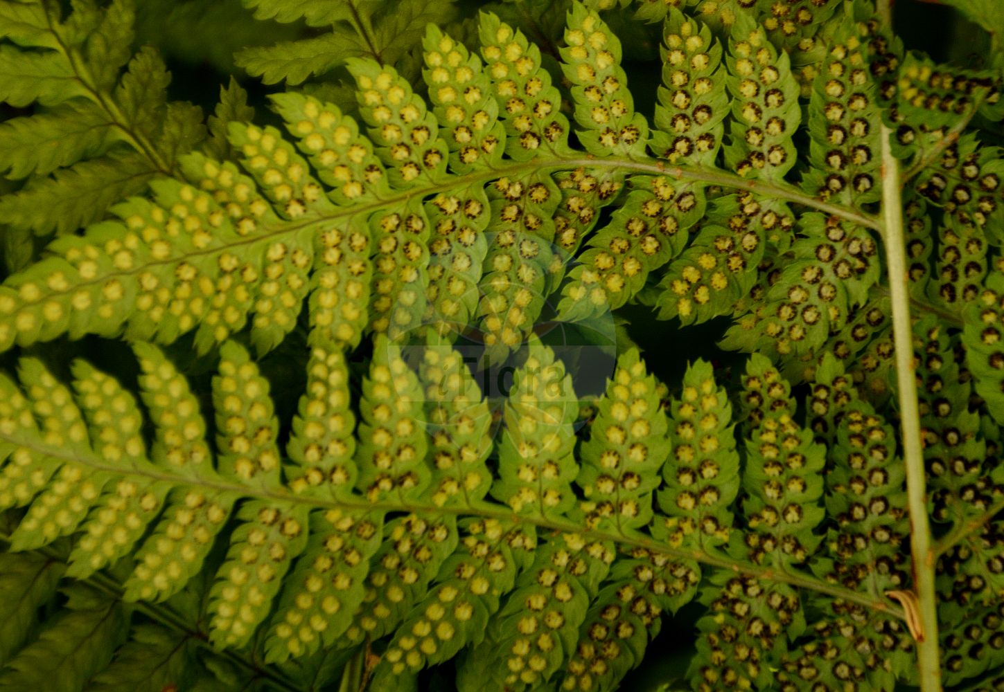 Foto von Dryopteris carthusiana (Karthäuserfarn - Narrow Buckler-fern). Das Foto wurde in Lyon, Auvergne-Rhône-Alpes, Frankreich aufgenommen. ---- Photo of Dryopteris carthusiana (Karthäuserfarn - Narrow Buckler-fern). The picture was taken in Lyon, Auvergne-Rhône-Alpes, France.(Dryopteris carthusiana,Karthäuserfarn,Narrow Buckler-fern,Aspidium spinulosum,Dryopteris carthusiana,Dryopteris euspinulosa,Dryopteris lanceolatocristata,Dryopteris spinulosa,Lastrea spinulosa,Nephrodium spinulosum,Polypodium carthusianum,Polypodium lanceolatocristatum,Polypodium spinulosum,Polystichum spinulosum,Karthaeuserfarn,Gewoehnlicher Dornfarn,Kleiner Dornfarn,Narrow Buckler-fern,Spinulose Wood Fern,Dryopteris,Wurmfarn,Wood-fern,Dryopteridaceae,Wurmfarngewächse,Wood Fern family)