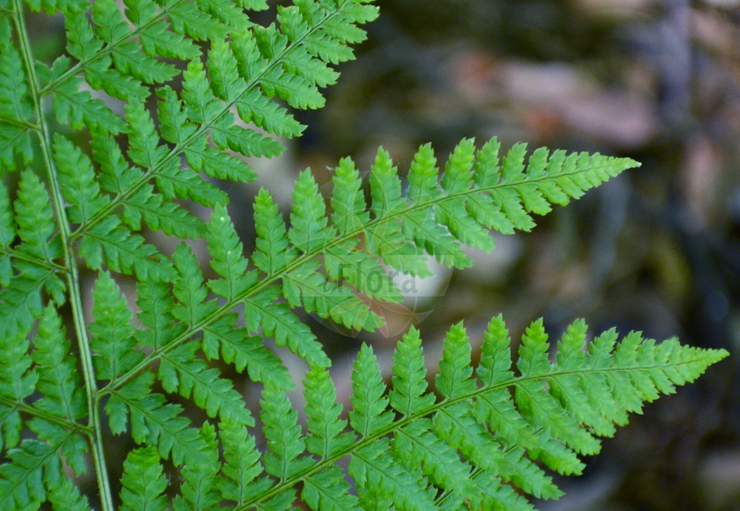 Foto von Dryopteris dilatata (Großer Wurmfarn - Broad Buckler-fern). Das Foto wurde in Lyon, Auvergne-Rhône-Alpes, Frankreich aufgenommen. ---- Photo of Dryopteris dilatata (Großer Wurmfarn - Broad Buckler-fern). The picture was taken in Lyon, Auvergne-Rhône-Alpes, France.(Dryopteris dilatata,Großer Wurmfarn,Broad Buckler-fern,Aspidium dilatatum,Dryopteris alexeenkoana,Dryopteris dilatata,Lastrea dilatata,Polypodium dilatatum,Polystichum dilatatum,Polystichum spinulosum subsp. dilatatum,Grosser Wurmfarn,Grosser Dornfarn,Dunkler Dornfarn,Dewevers' Dornfarn,Broad Buckler-fern,Dryopteris,Wurmfarn,Wood-fern,Dryopteridaceae,Wurmfarngewächse,Wood Fern family)