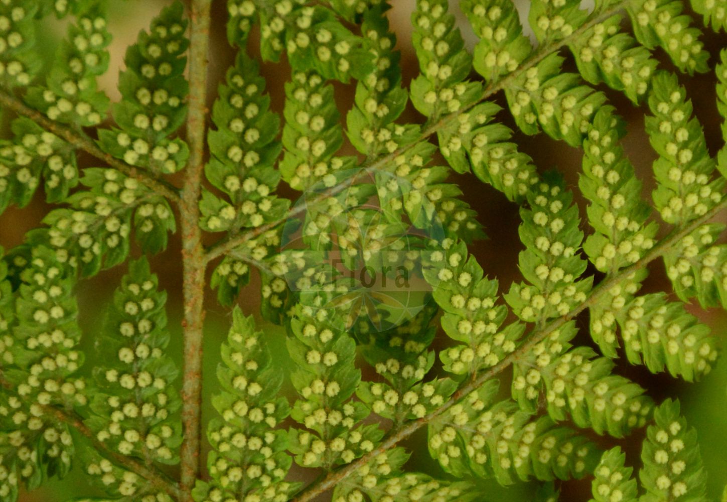 Foto von Dryopteris dilatata (Großer Wurmfarn - Broad Buckler-fern). Das Foto wurde in Lyon, Auvergne-Rhône-Alpes, Frankreich aufgenommen. ---- Photo of Dryopteris dilatata (Großer Wurmfarn - Broad Buckler-fern). The picture was taken in Lyon, Auvergne-Rhône-Alpes, France.(Dryopteris dilatata,Großer Wurmfarn,Broad Buckler-fern,Aspidium dilatatum,Dryopteris alexeenkoana,Dryopteris dilatata,Lastrea dilatata,Polypodium dilatatum,Polystichum dilatatum,Polystichum spinulosum subsp. dilatatum,Grosser Wurmfarn,Grosser Dornfarn,Dunkler Dornfarn,Dewevers' Dornfarn,Broad Buckler-fern,Dryopteris,Wurmfarn,Wood-fern,Dryopteridaceae,Wurmfarngewächse,Wood Fern family)