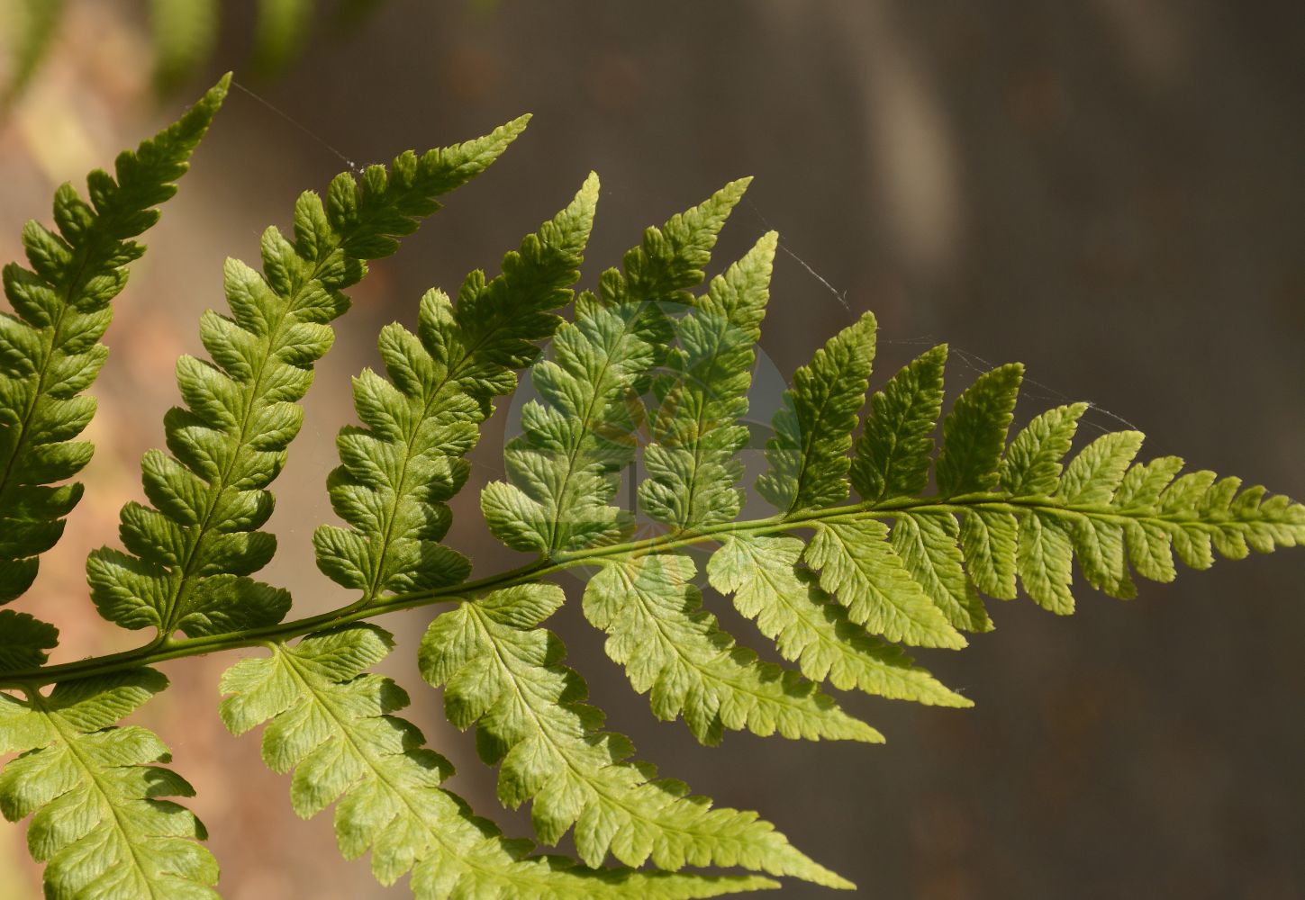 Foto von Dryopteris cristata (Kamm-Wurmfarn - Crested Buckler-fern). Das Foto wurde in Lyon, Auvergne-Rhône-Alpes, Frankreich aufgenommen. ---- Photo of Dryopteris cristata (Kamm-Wurmfarn - Crested Buckler-fern). The picture was taken in Lyon, Auvergne-Rhône-Alpes, France.(Dryopteris cristata,Kamm-Wurmfarn,Crested Buckler-fern,Aspidium cristatum,Dryopteris cristata,Lastrea cristata,Nephrodium cristatum,Polypodium cristatum,Polystichum cristatum,Kamm-Wurmfarn,Kamm-Dornfarn,Kammfarn,Crested Buckler-fern,Crested Woodfern,Fen Buckler Fern,Dryopteris,Wurmfarn,Wood-fern,Dryopteridaceae,Wurmfarngewächse,Wood Fern family)